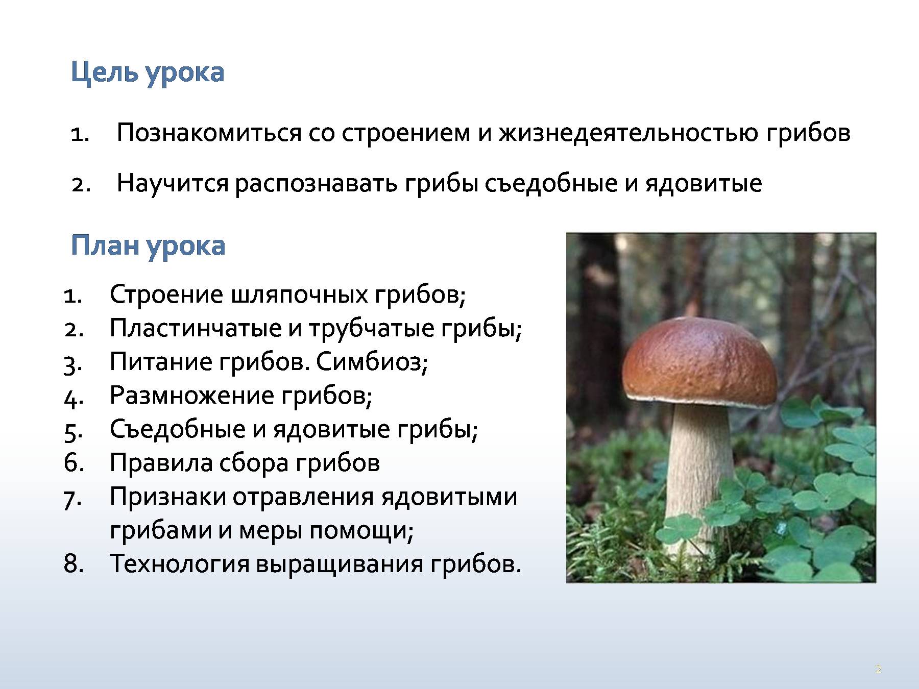 Строение шляпочных грибов 1 класс