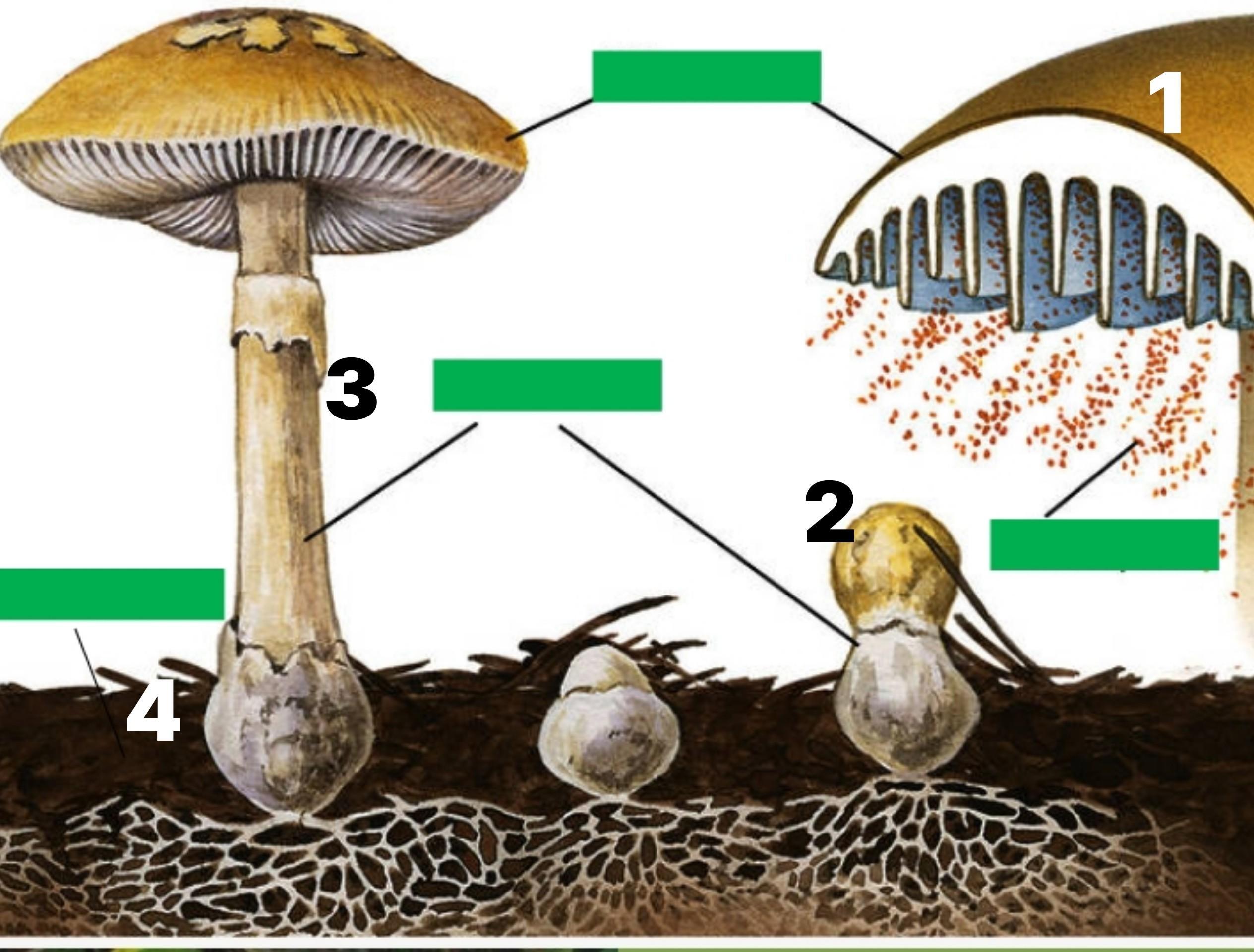 Тело грибов состоит из многочисленных. Строение гриба. Вегетативное тело грибов. Строение шампиньона. Строение шляпочного гриба.