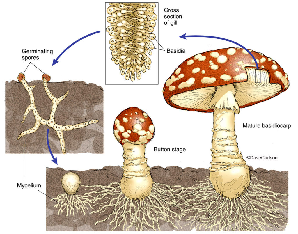Схема развития гриба