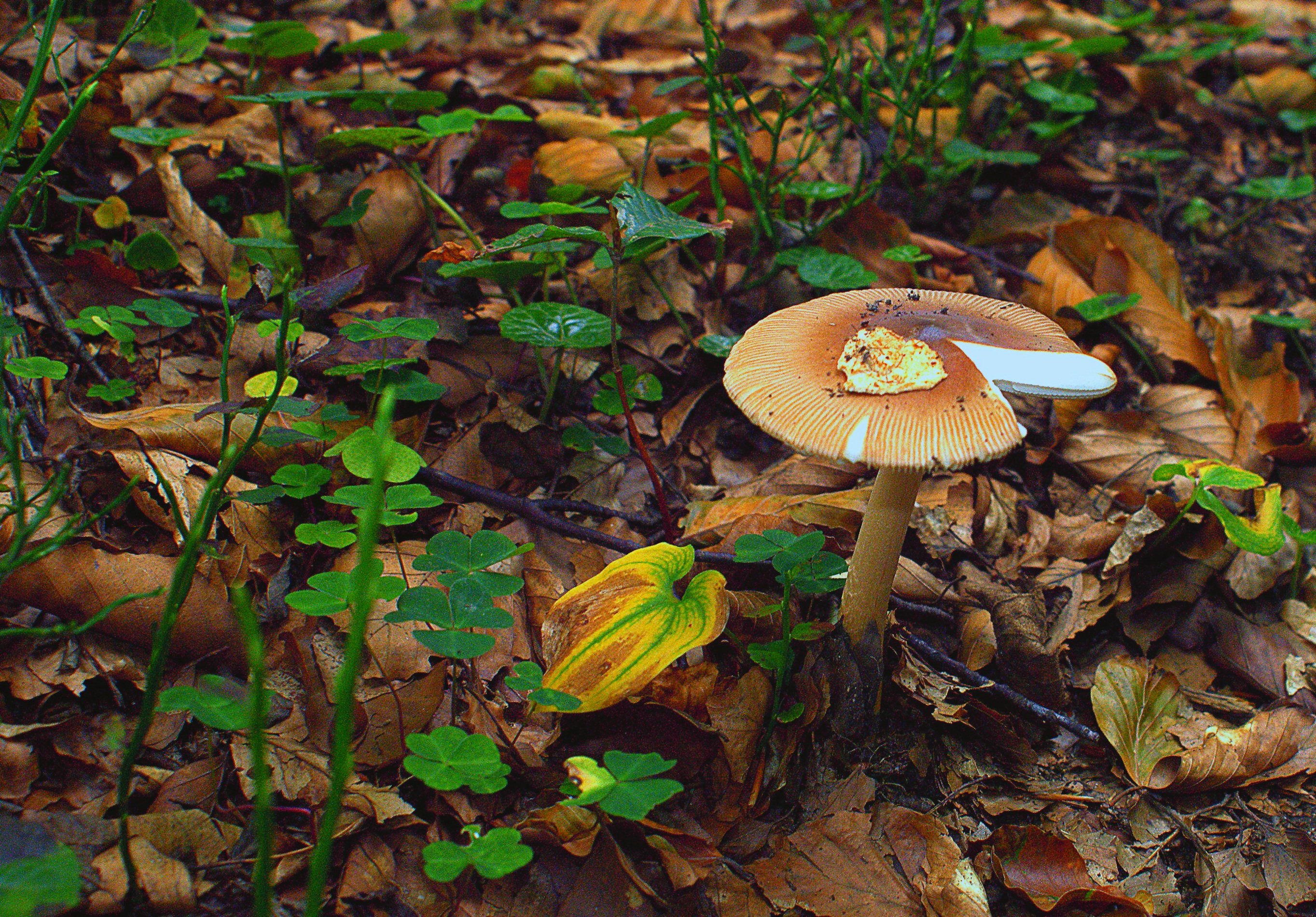 Пластинчатый гриб на дереве. Грибы лиственных лесов осенние. Грибы в тропических лесах. Тропический лес грибы. Осенние грибы лиственных лесов в России.