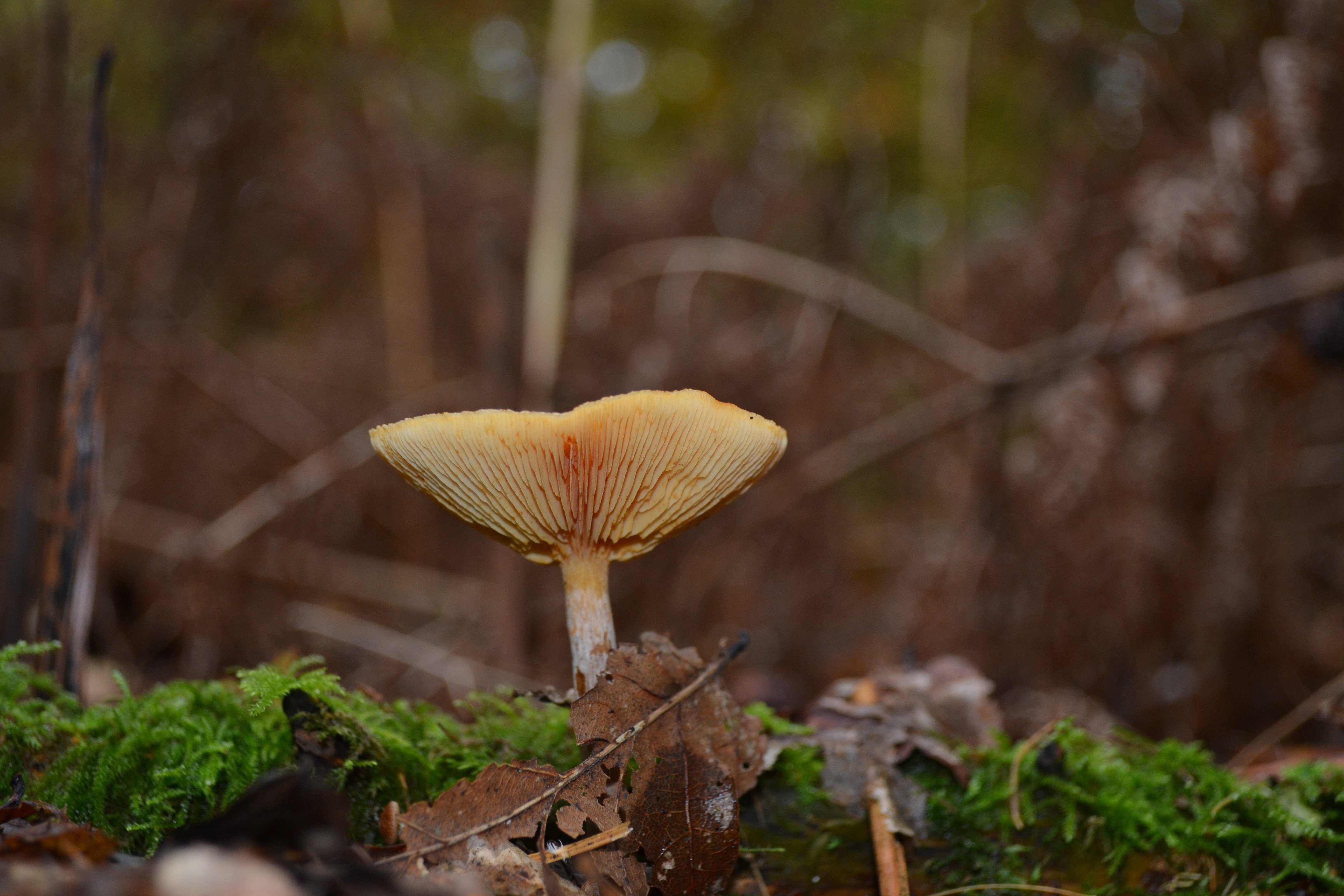 осенние пластинчатые грибы съедобные фото
