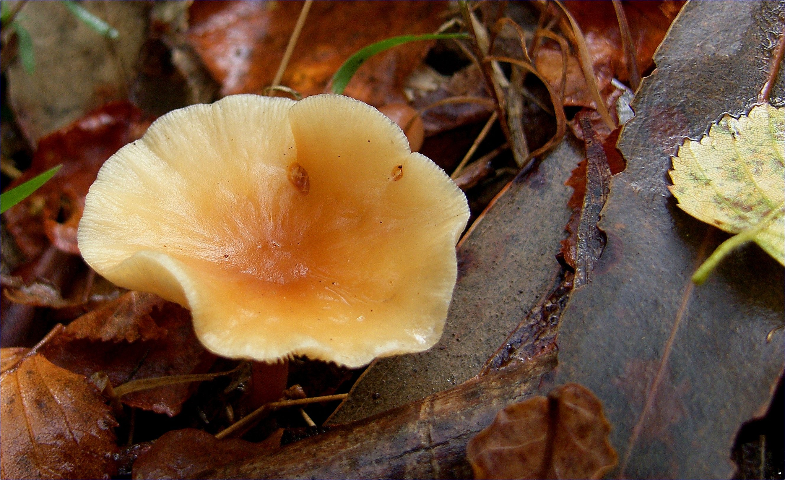 Говорушка рыжая съедобный гриб