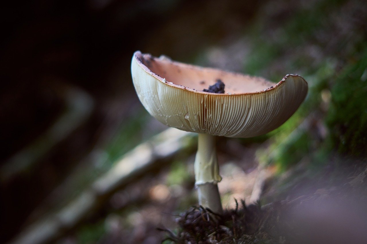 Пластинчатый гриб на дереве. Мистические грибы. Грибы планки. Грибы таинственные фото.