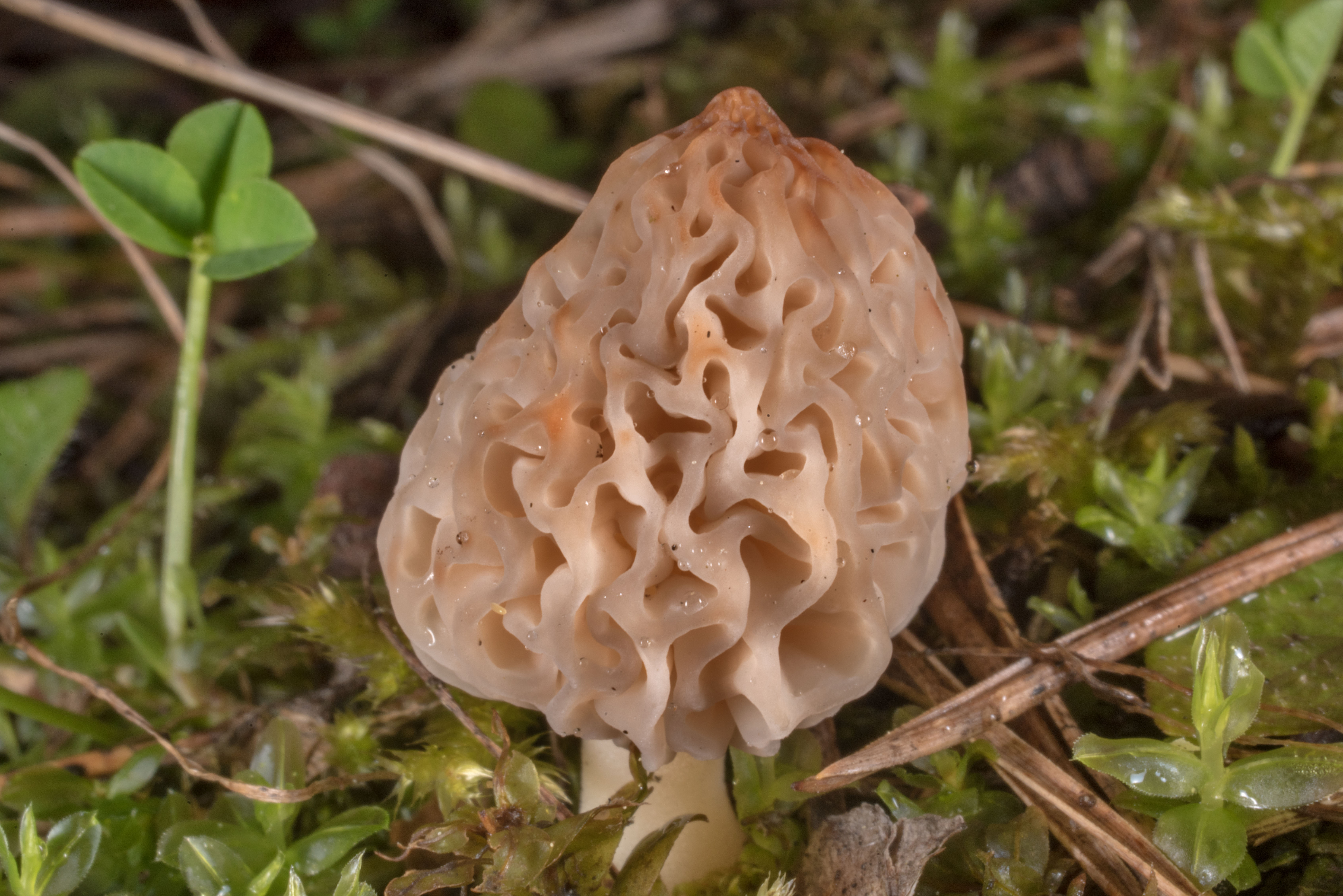 Сумчатый гриб похожий на сморчок. Сморчок деликатесный. Сморчки конические грибы. Сморчок съедобный. Сморчок белый.