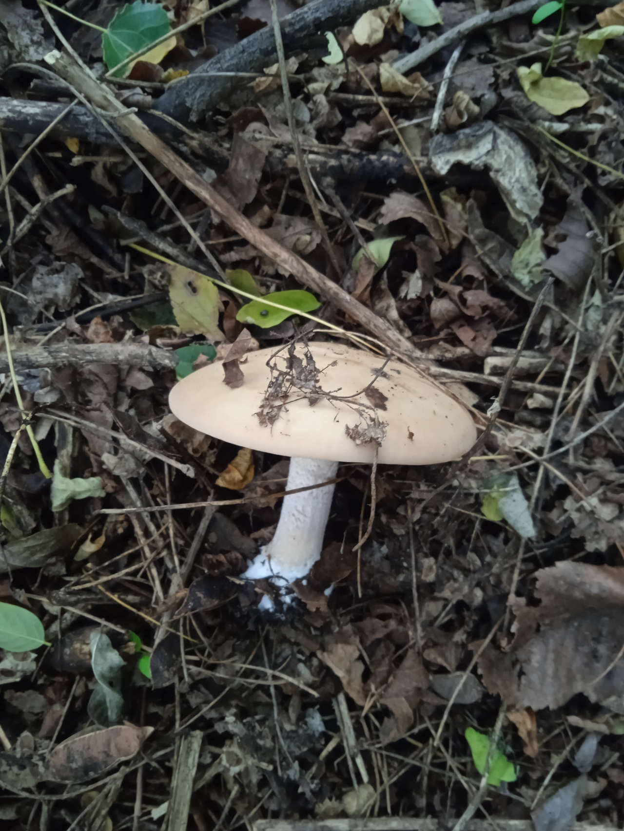 грибы волгоградской области съедобные фото с описанием
