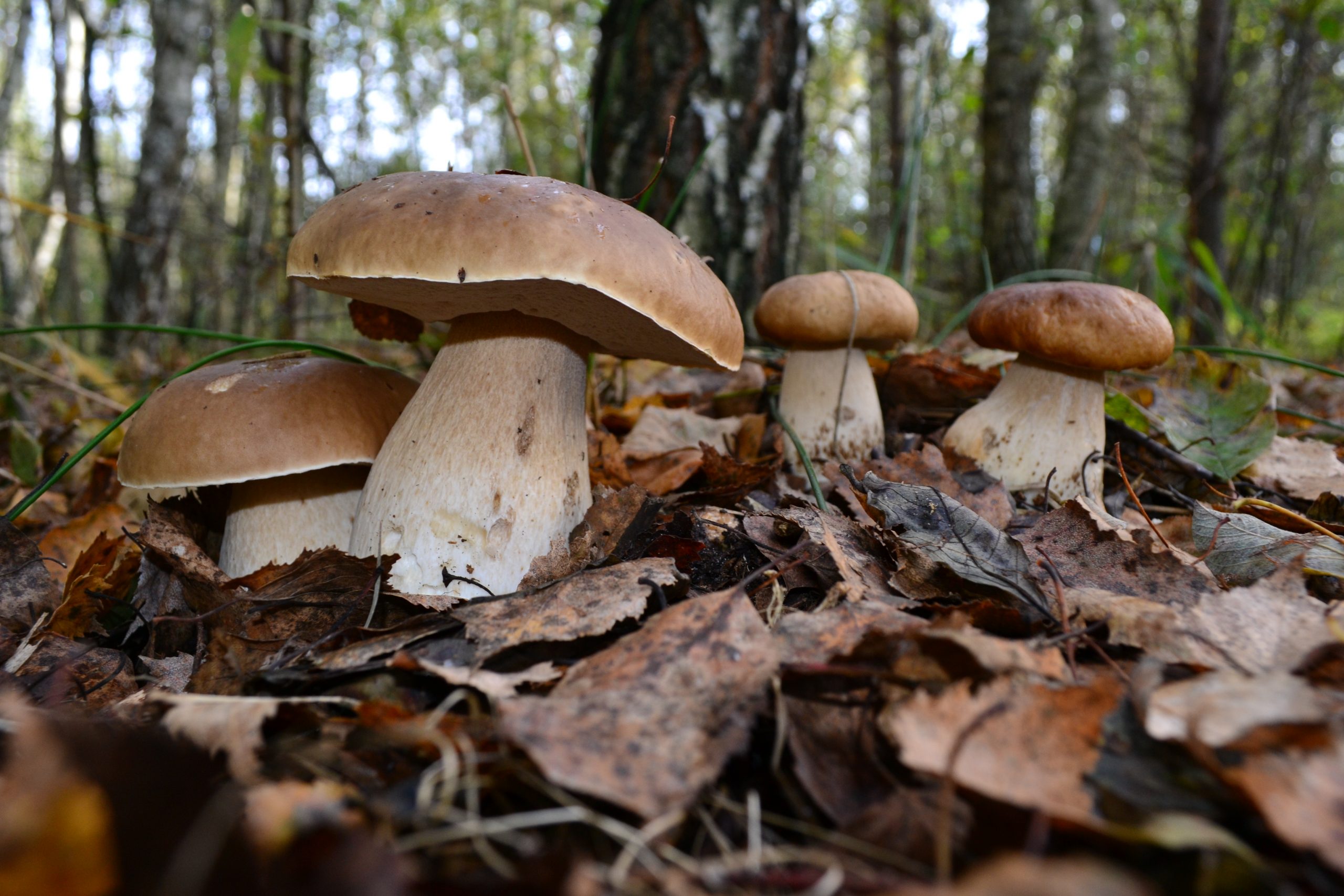 Белые грибы панорама