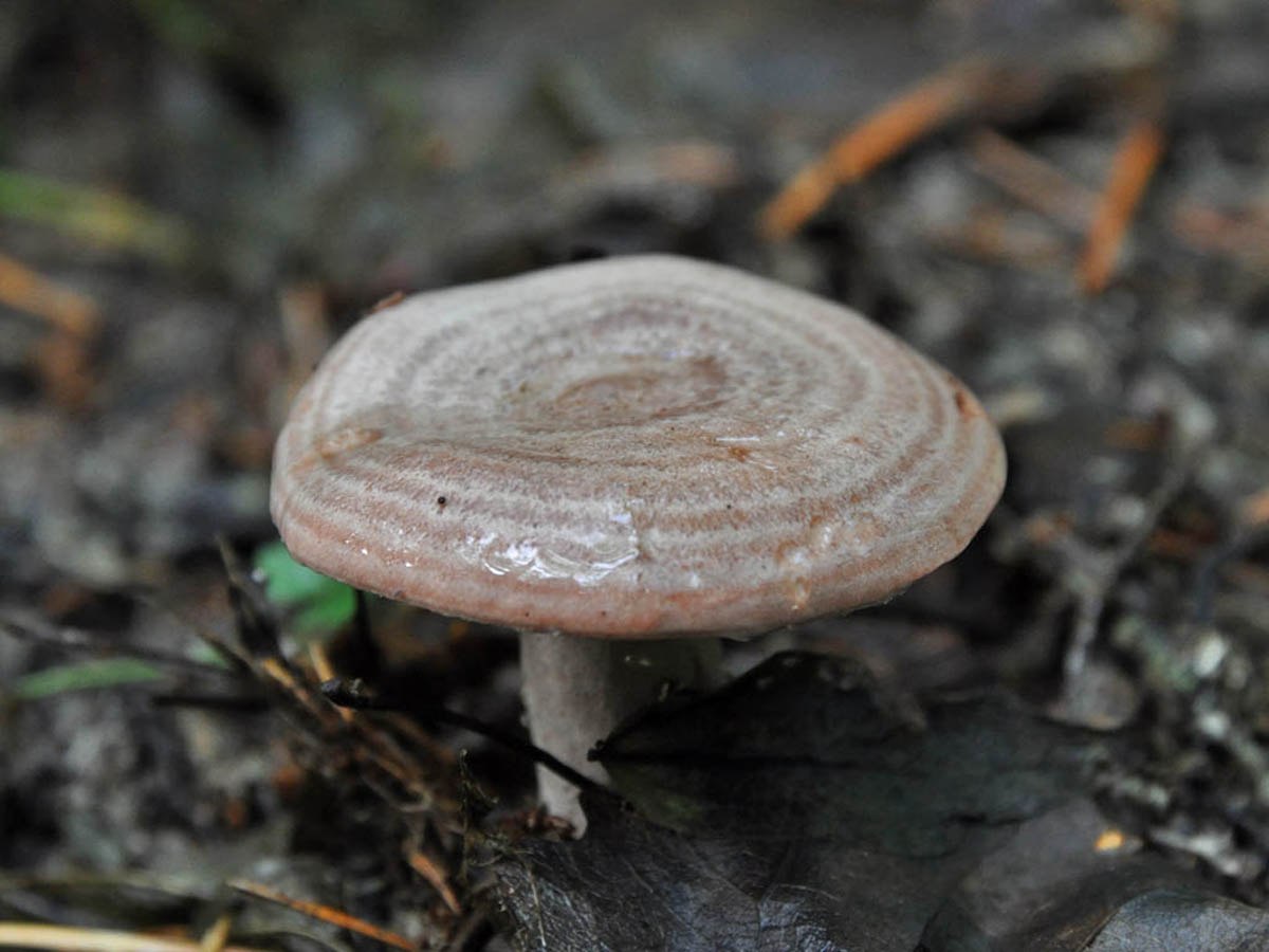 Серушка съедобные грибы