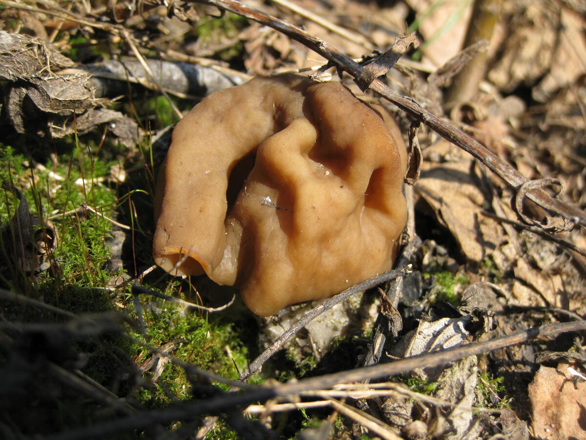 Лосиная губа. Весенние грибы в Подмосковье съедобные. Весенние грибы Подмосковья. Ранние весенние грибы съедобные. Самые ранние весенние грибы.