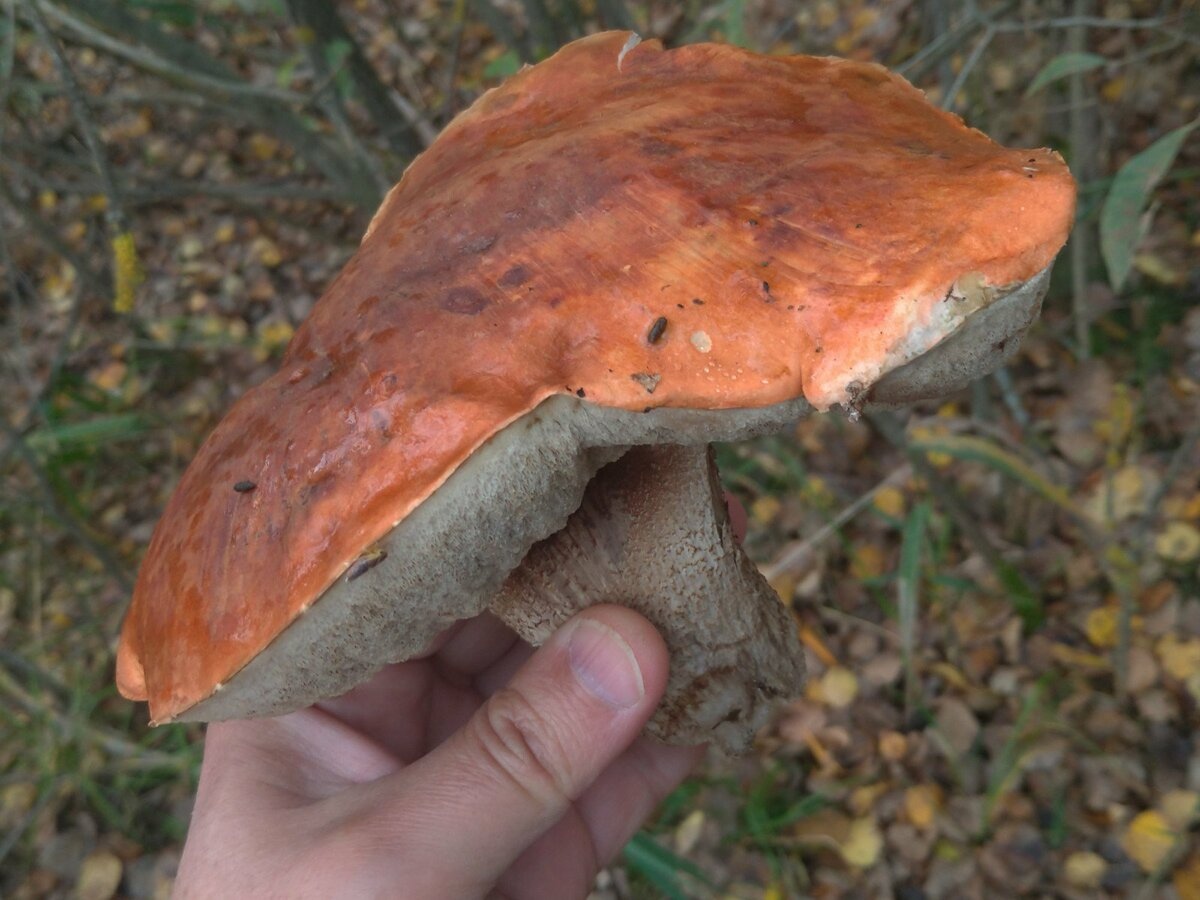 Лосиный гриб