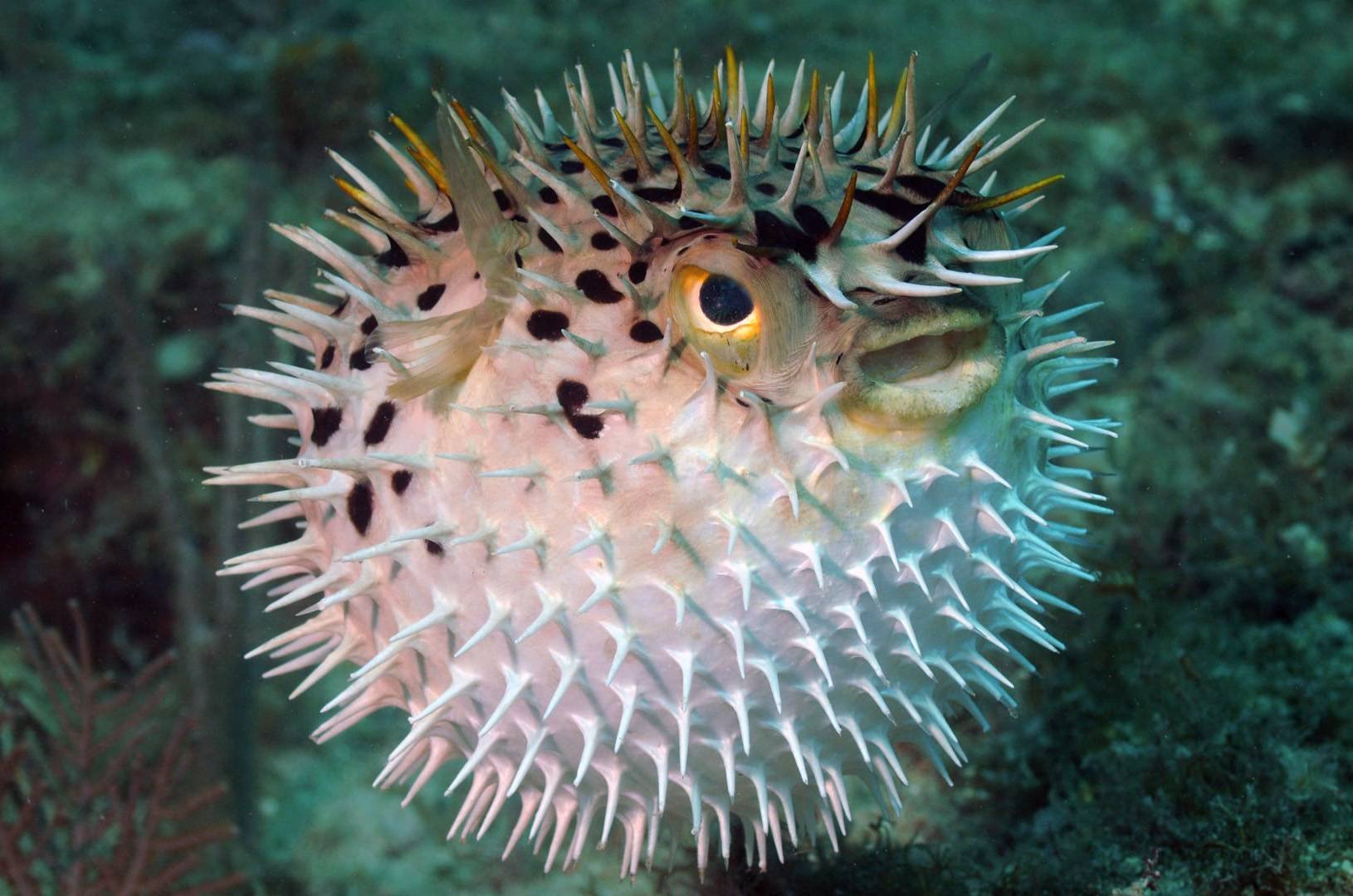 What is probably the most famous Representative of the Pufferfish?