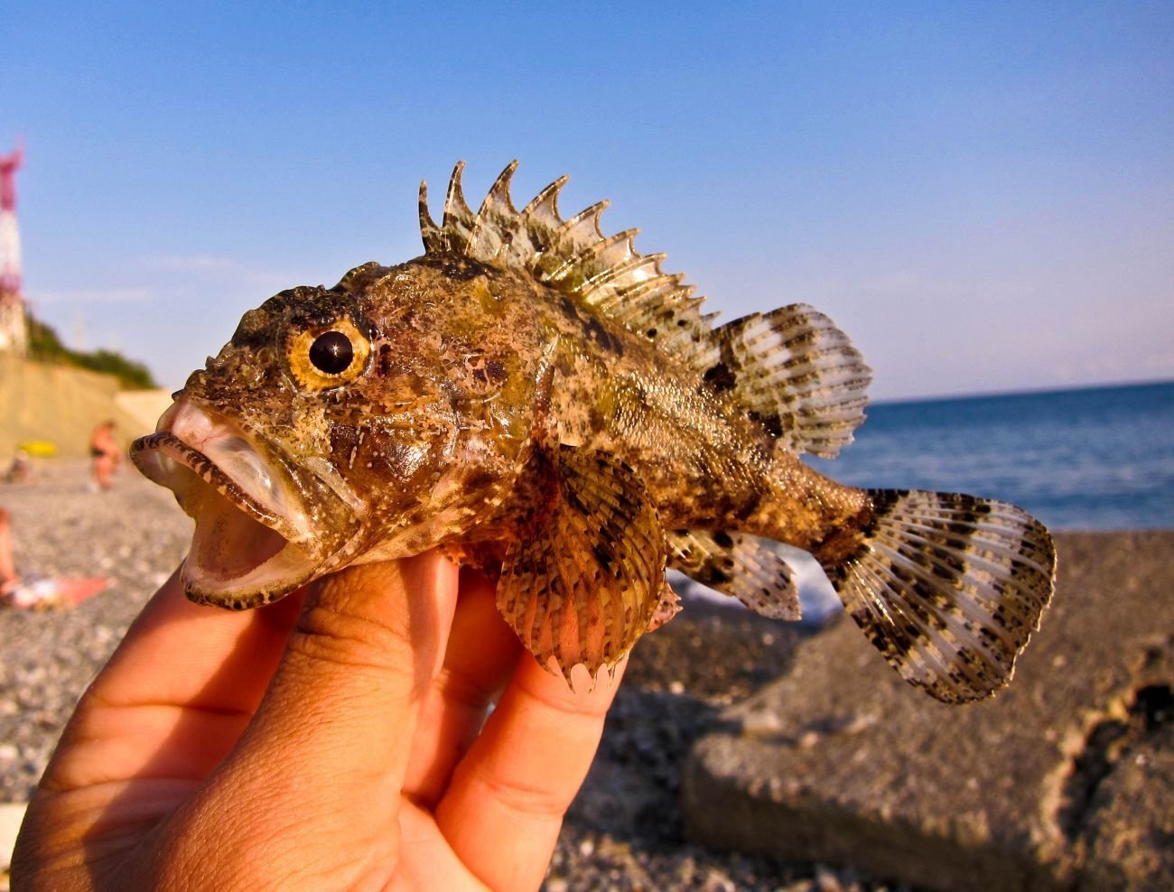 Ядовитая рыба в черном море