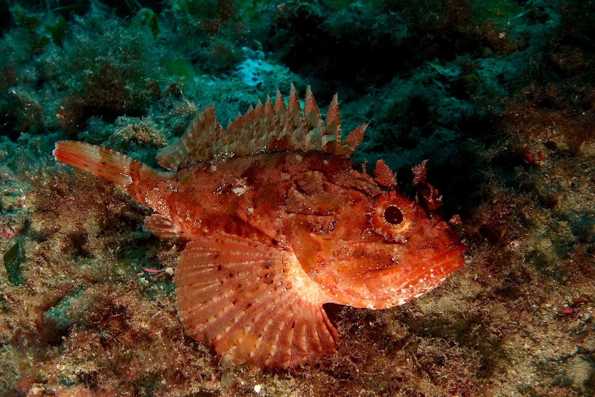 рыбки черного моря фото