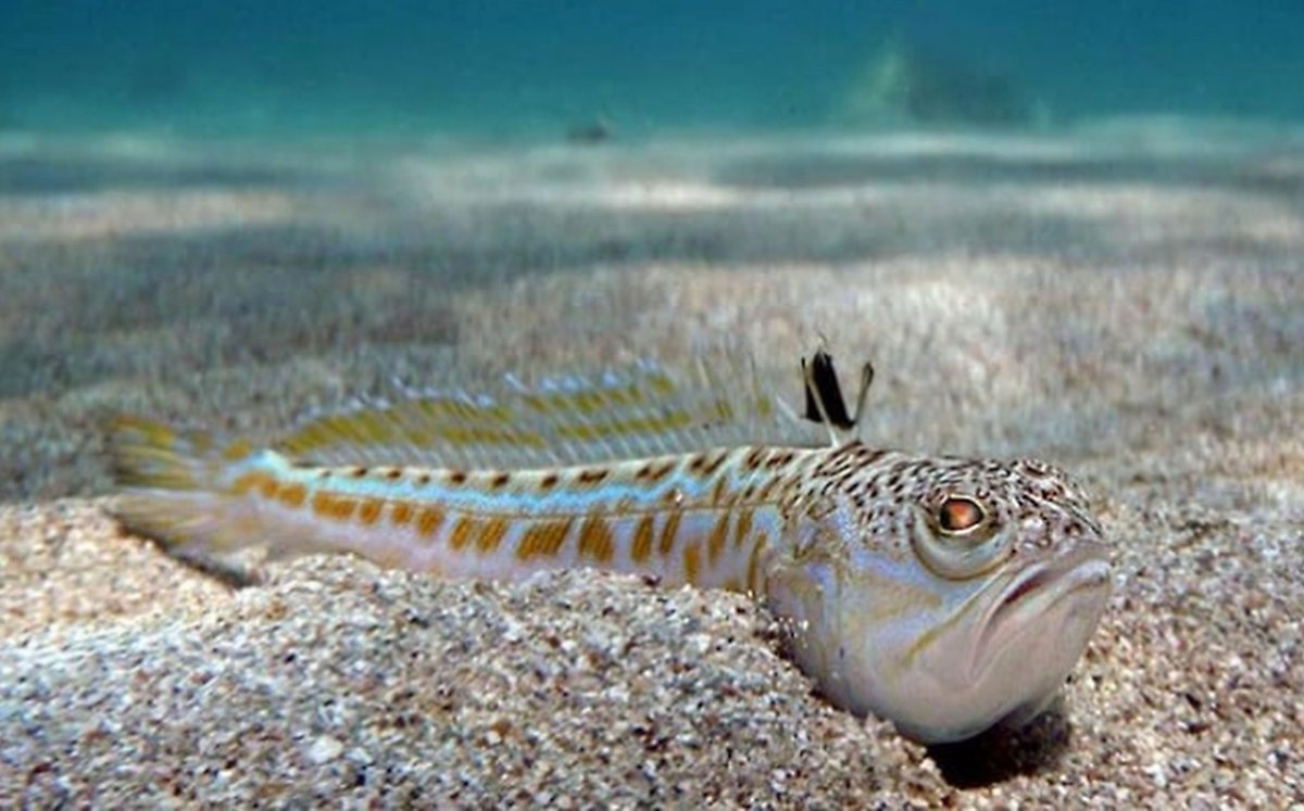 Ядовитые рыбы черного моря