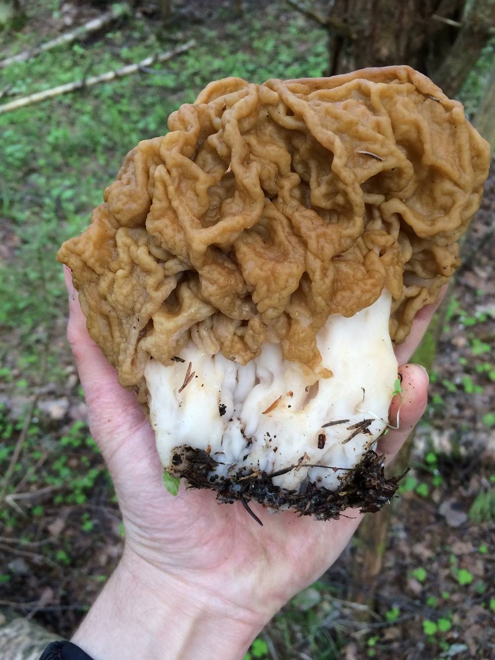 Весенние грибы сморчки и строчки фото