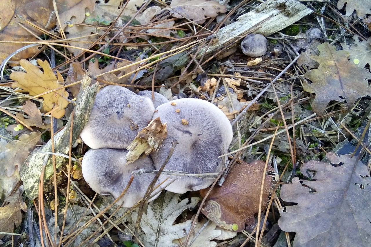 Рядовки грибы мышата