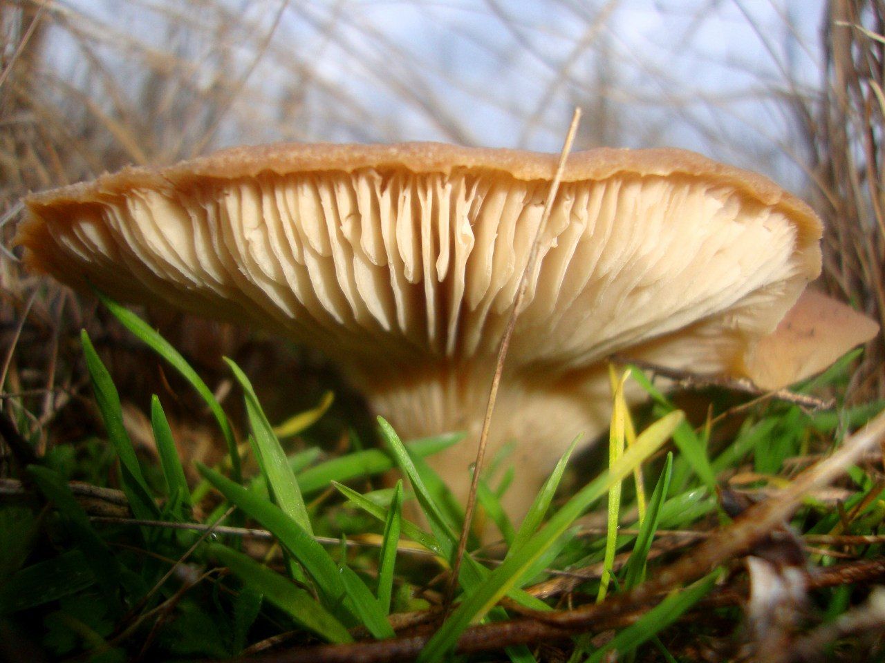 Крымская Степная однобочка гриб