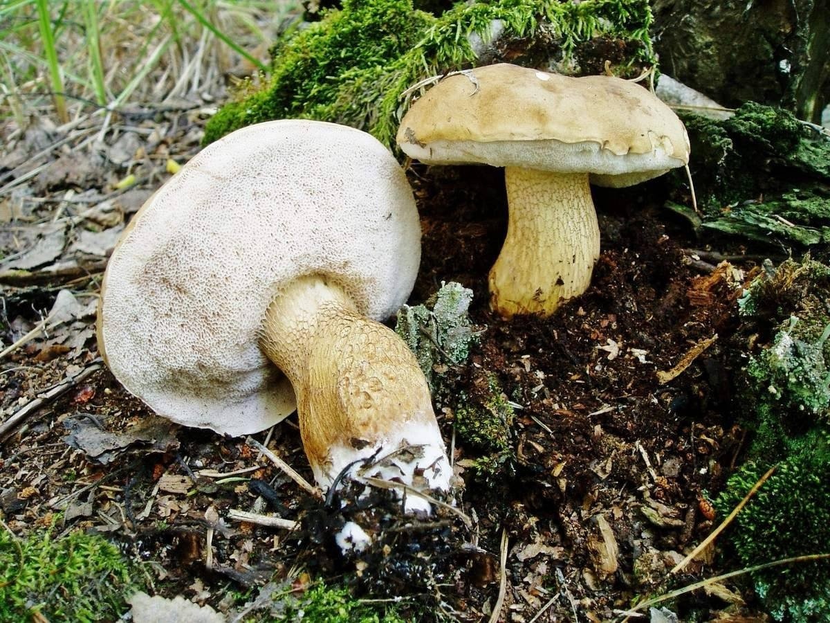 Ложный Боровик, желчный гриб