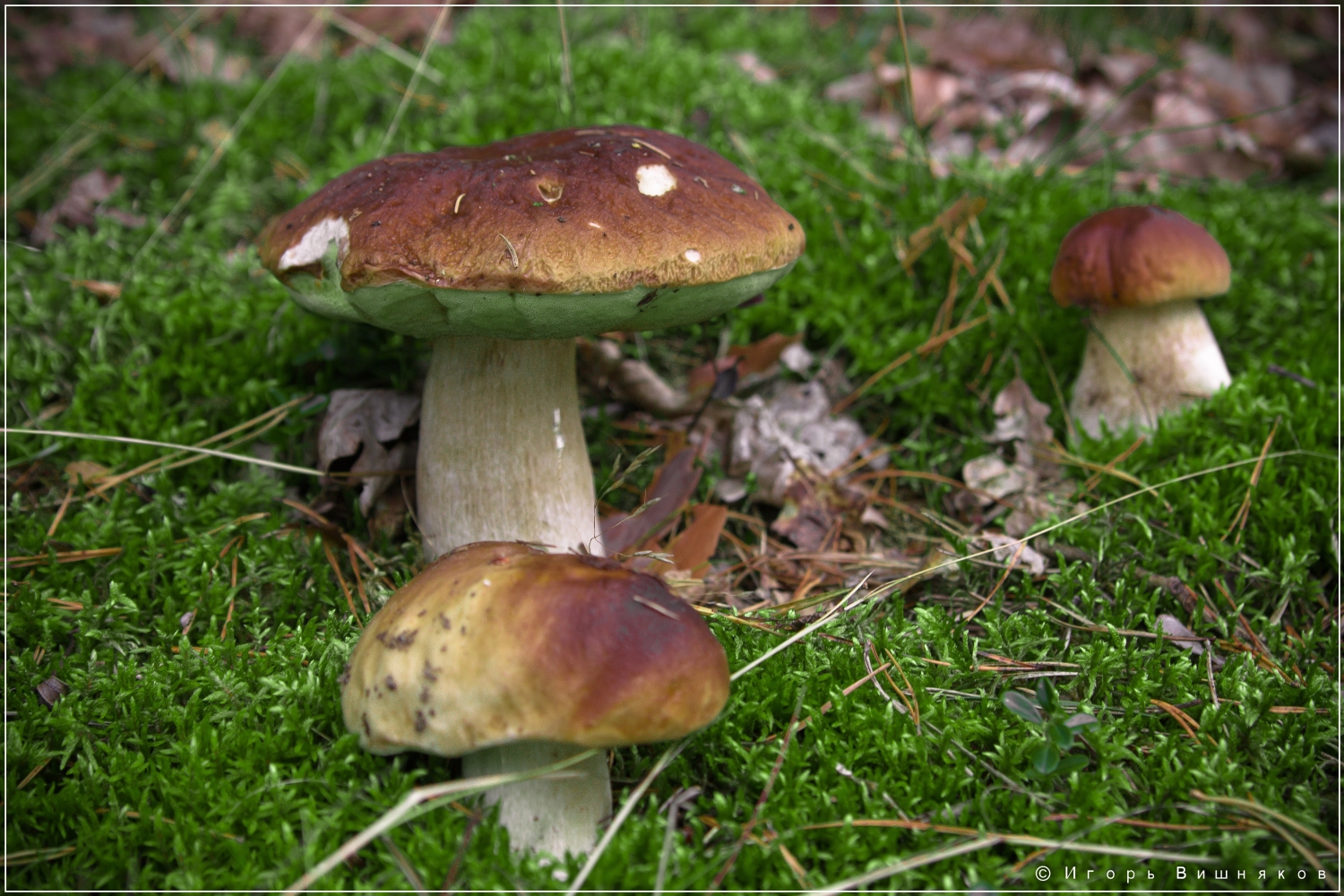 Несъедобные грибы в Калининградской области