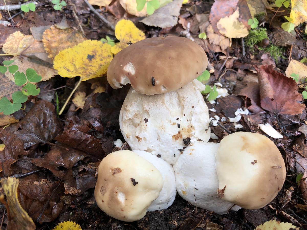 Съедобные грибы Калининградской области