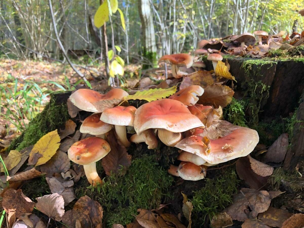 Съедобные грибы в Калининградской области говорушка