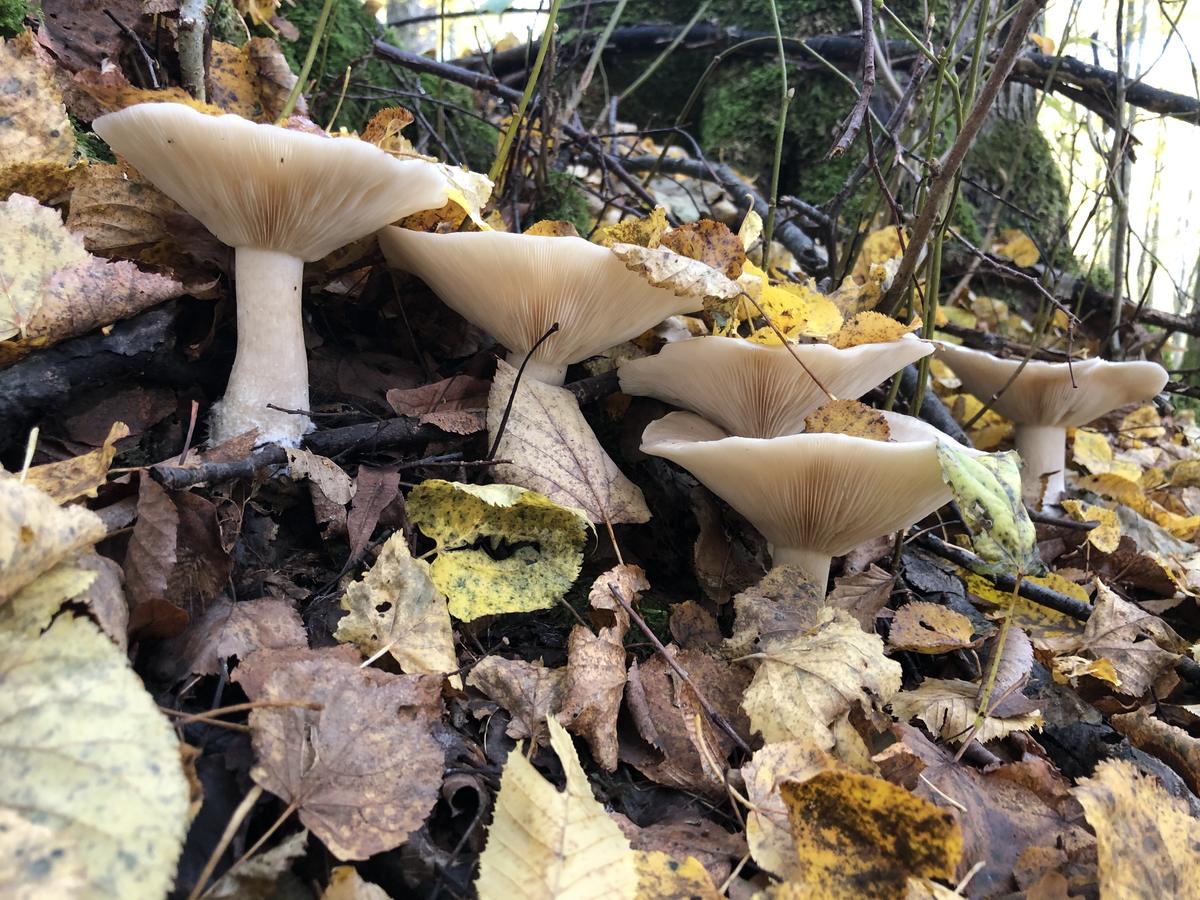 грибы калининградской области фото