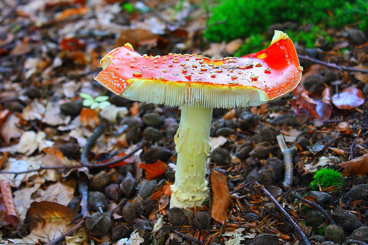 Радужный гриб