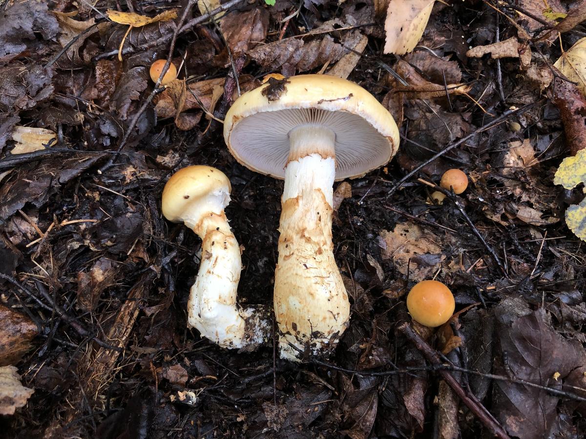 Ядовитые грибы Калининградской области