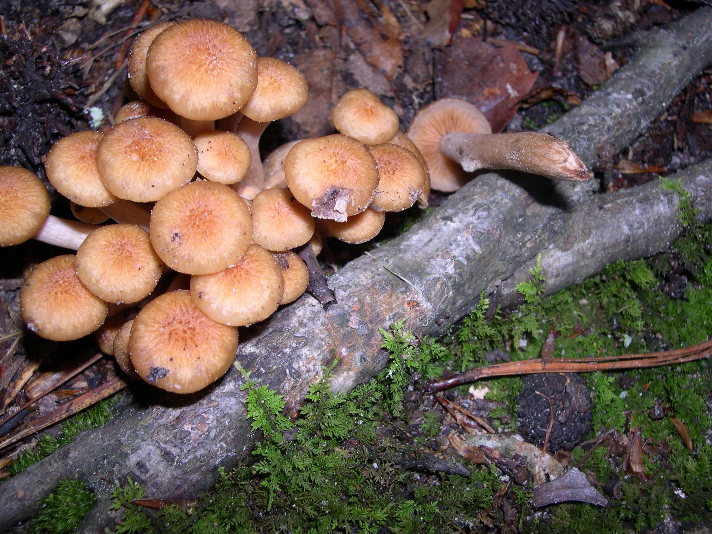 Съедобные грибы Урала фото