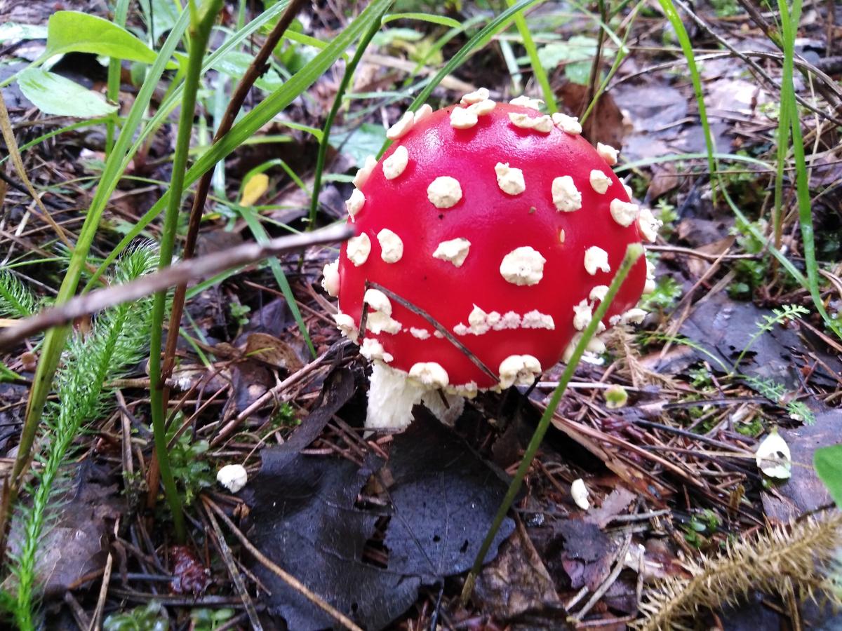 грибы калининградской области фото