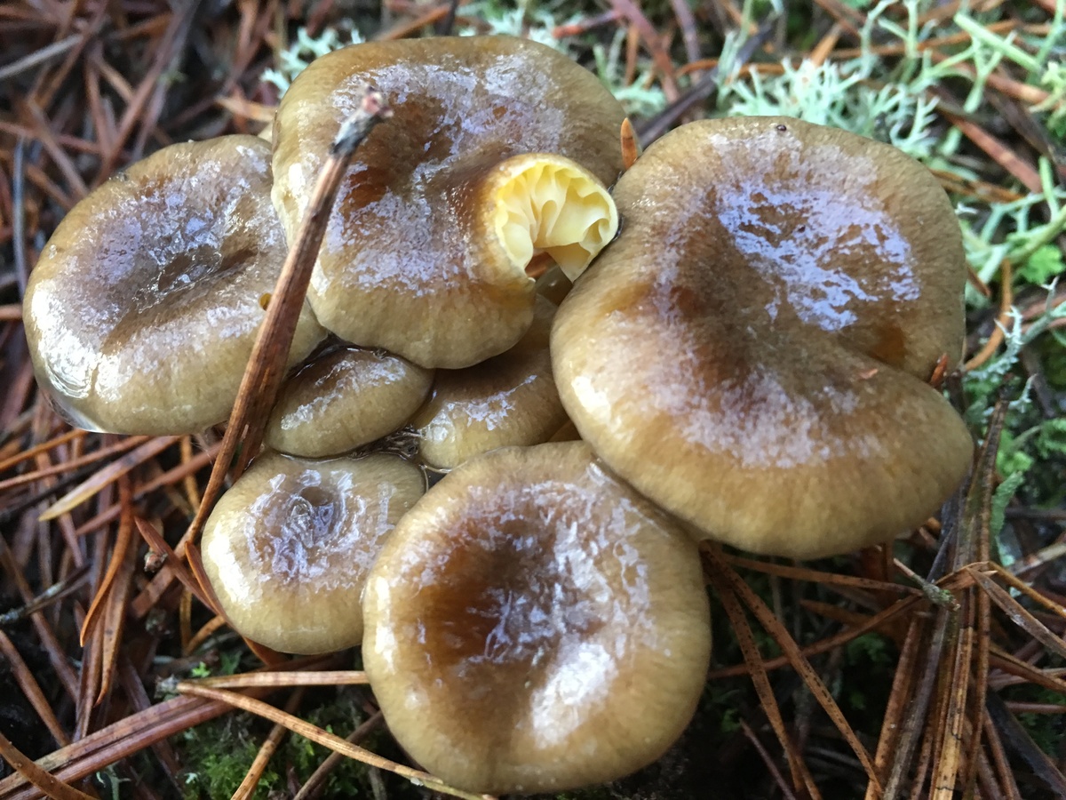 Луговые грибы Калининградской области