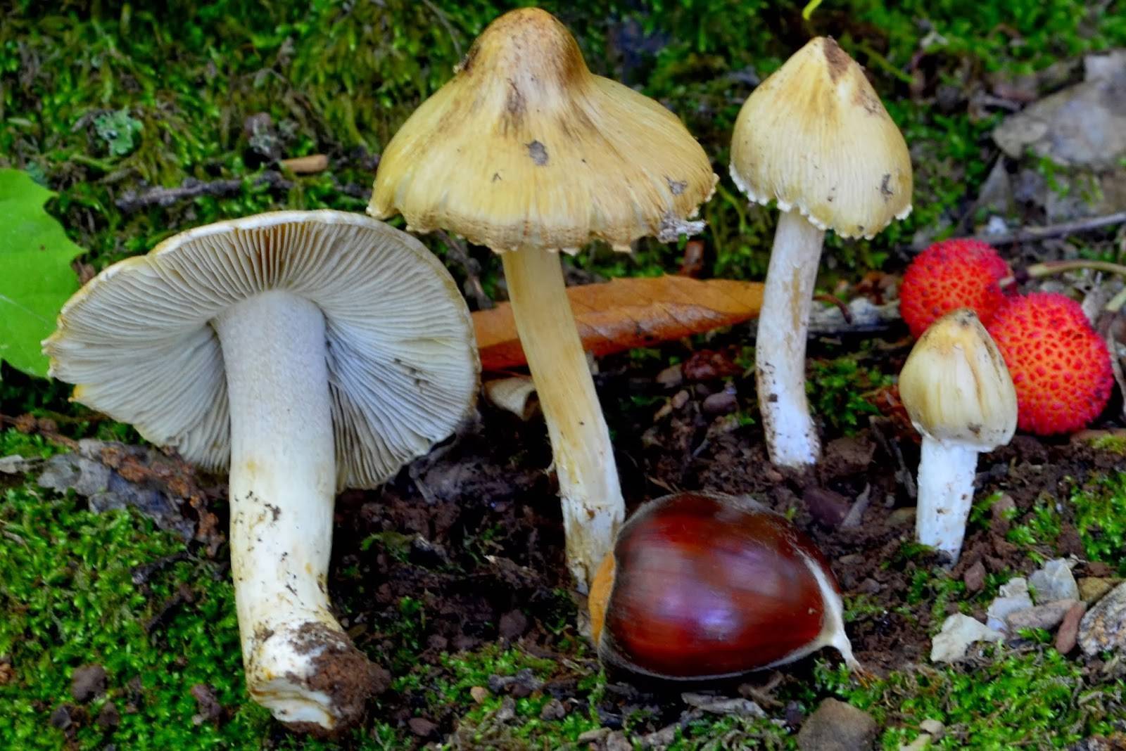 Ядовитые грибы Ростовской