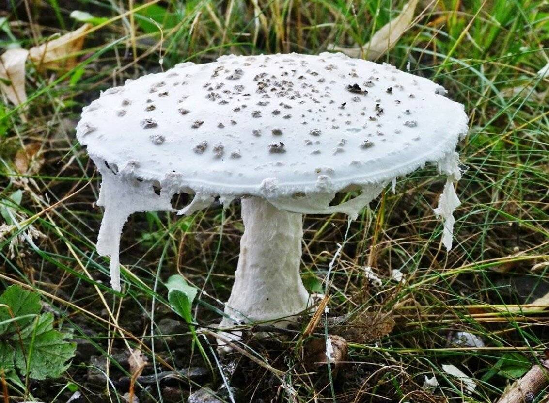 Ядовитые грибы России (72 фото)
