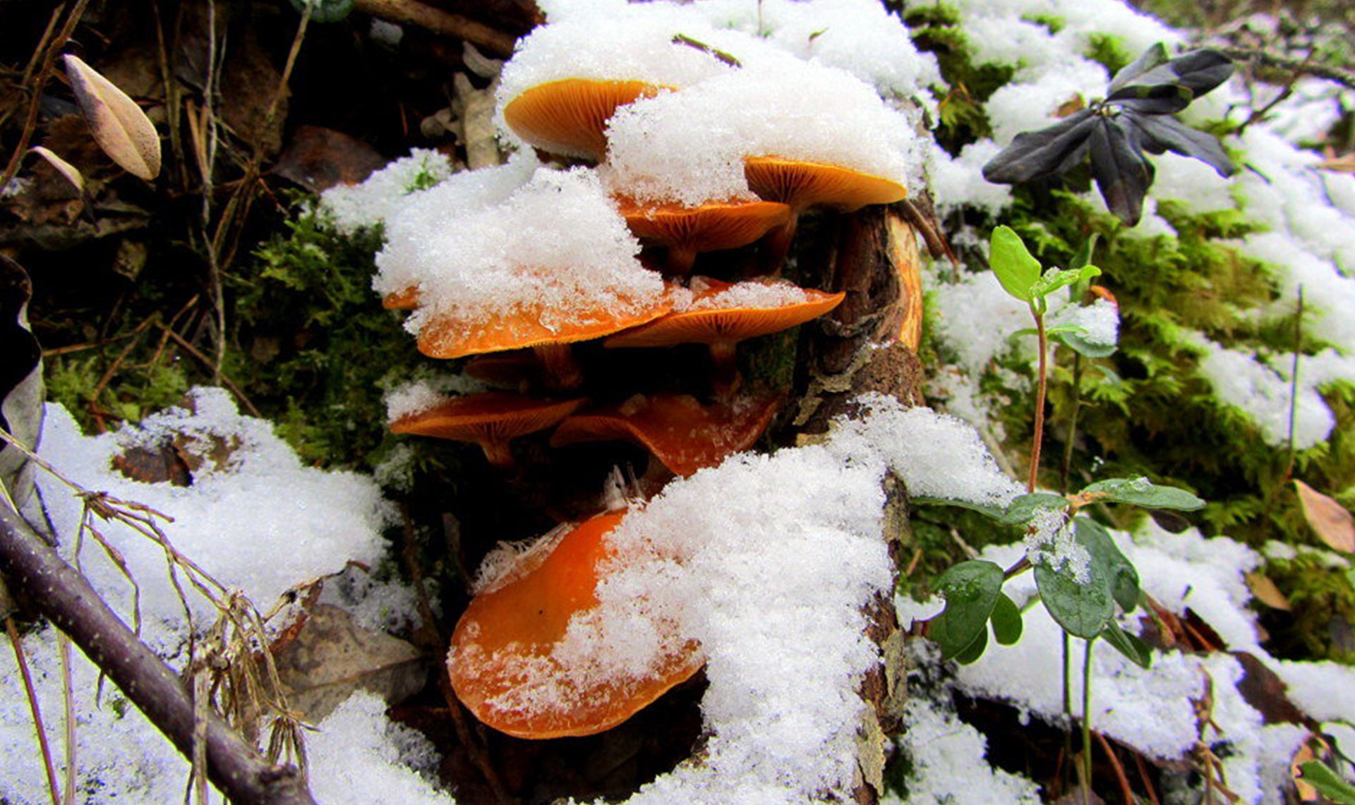 Зимние грибы в лесу