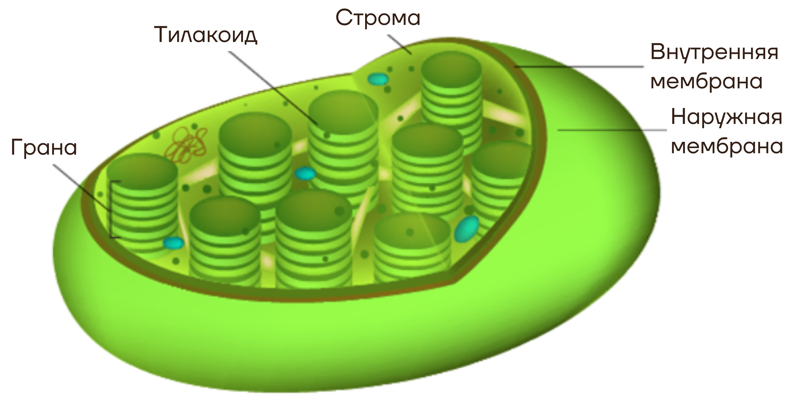 Хлоропласты человека. Строение хлоропласта фотосинтез. Схема строения хлоропласта. Строение хлоропласта 3д. Хлоропласт на схеме клетки.