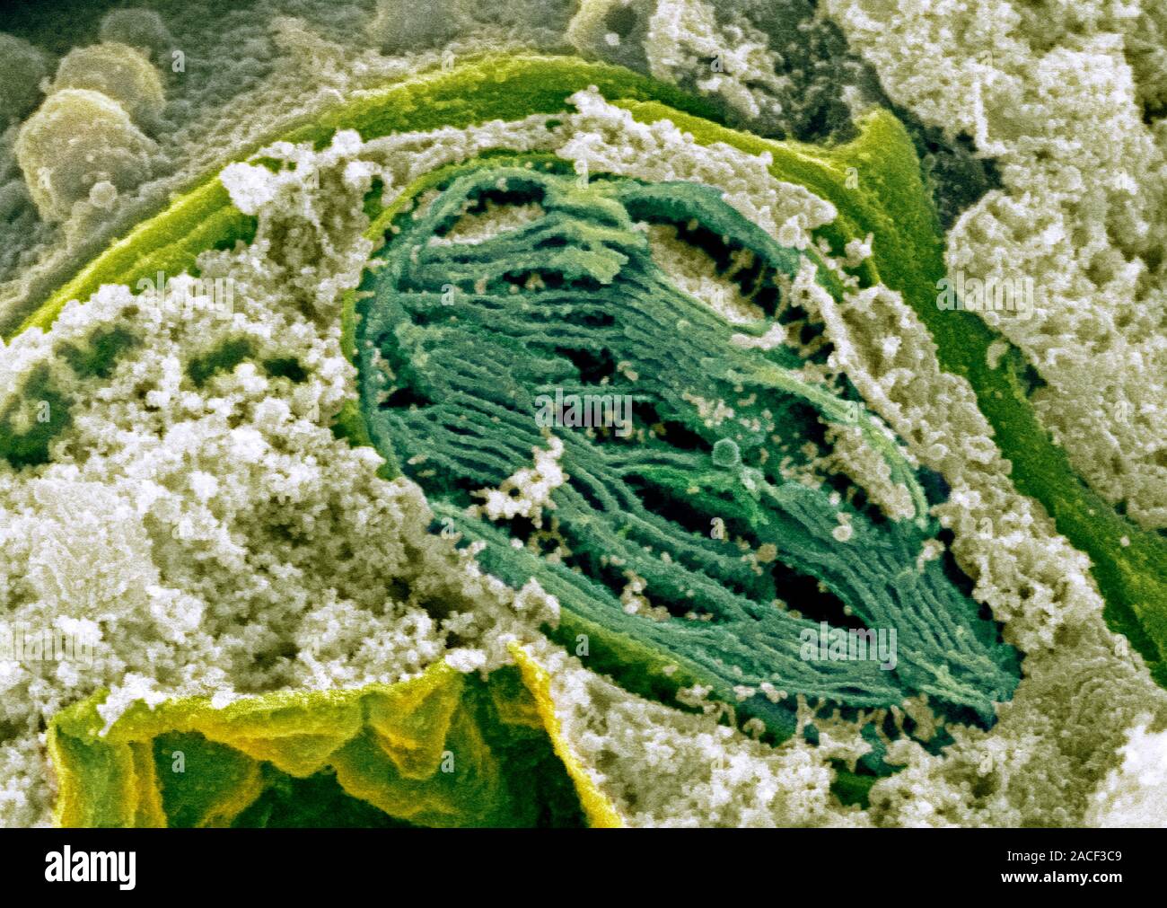 фотография клеток растений