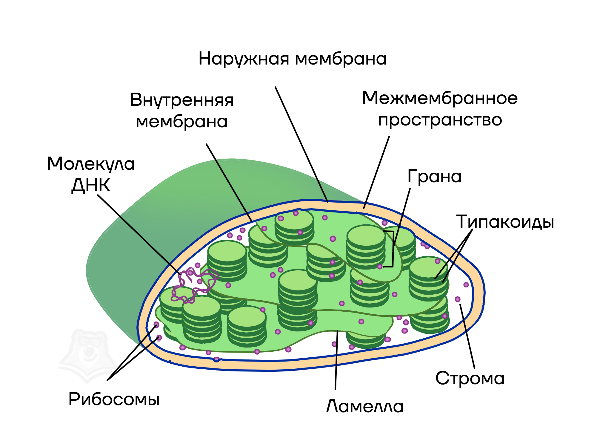 Хлоропласты имеют мембраны. Строение внутренней мембраны хлоропласта. Ламеллы хлоропластов. Строение хлоропласта Ламелла. Строение хлоропласта ЕГЭ.