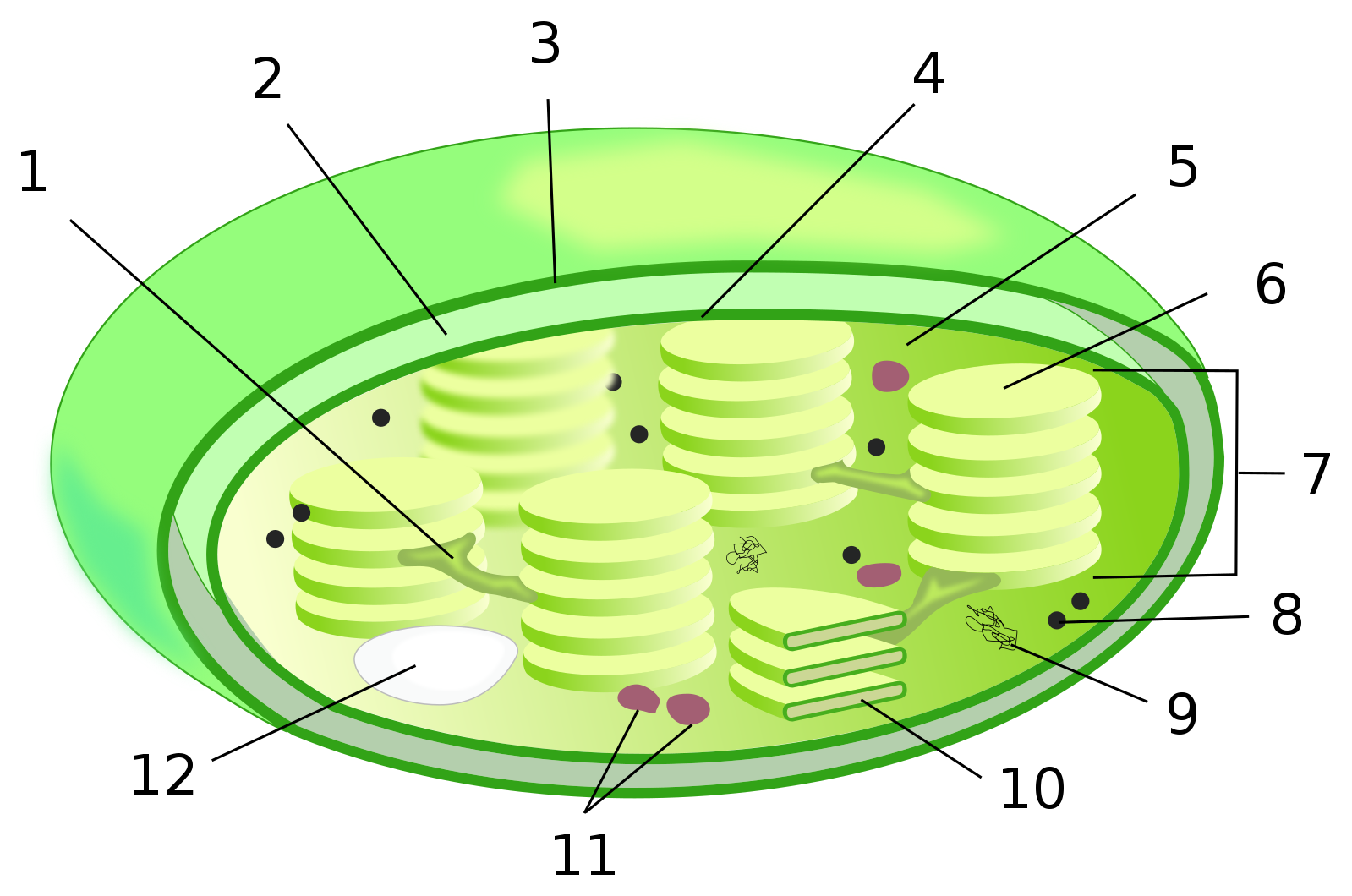 Ядро содержит хлоропласты. Строение хлоропласта 3д. Хлоропласт рисунок. Хлоропласт под микроскопом.