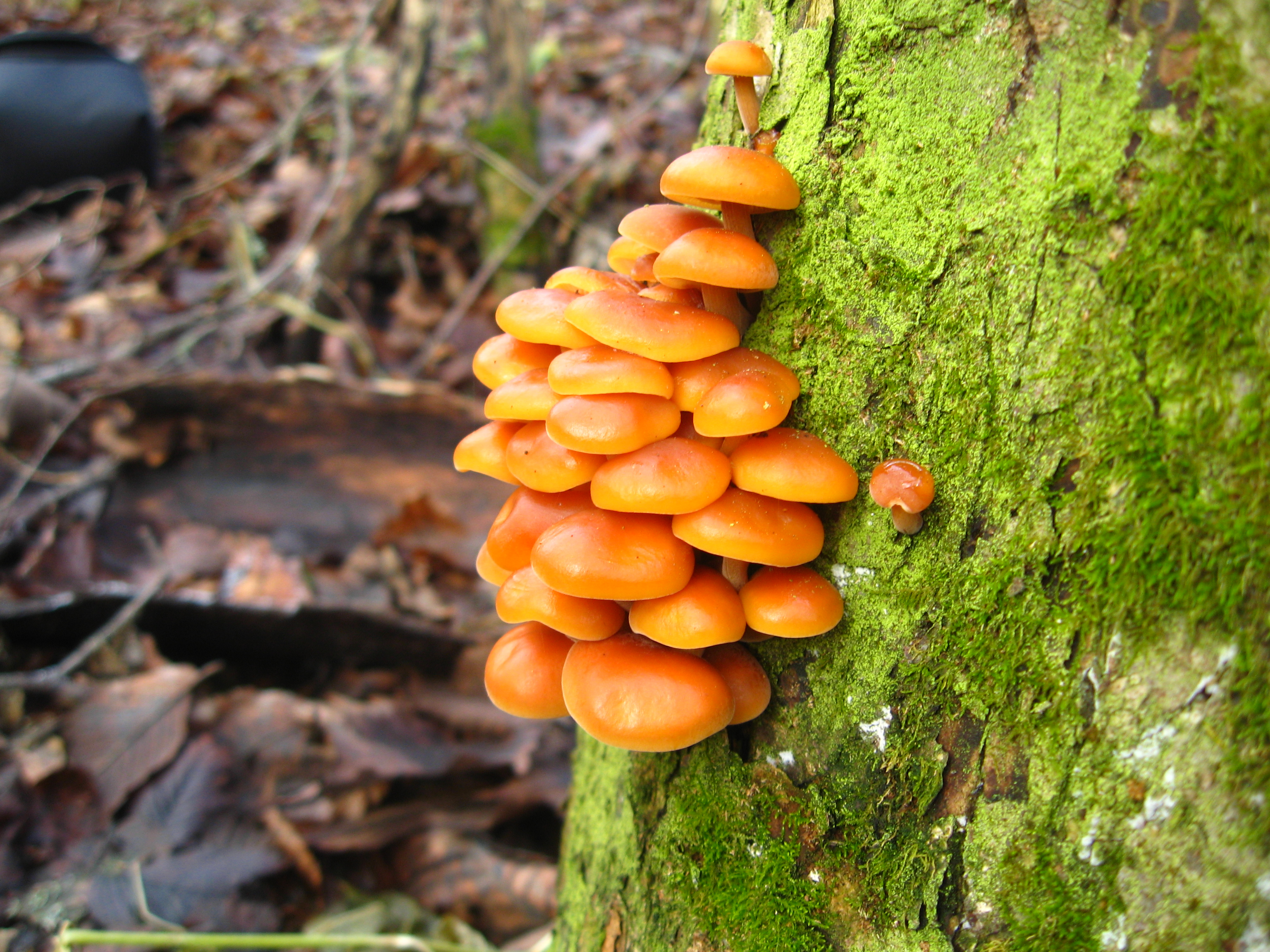Зимний опенок фото. Фламмулина бархатистоножковая. Рыжие грибы опенок зимний. Фламулина зимний опёнок. Рыжие грибы на дереве.