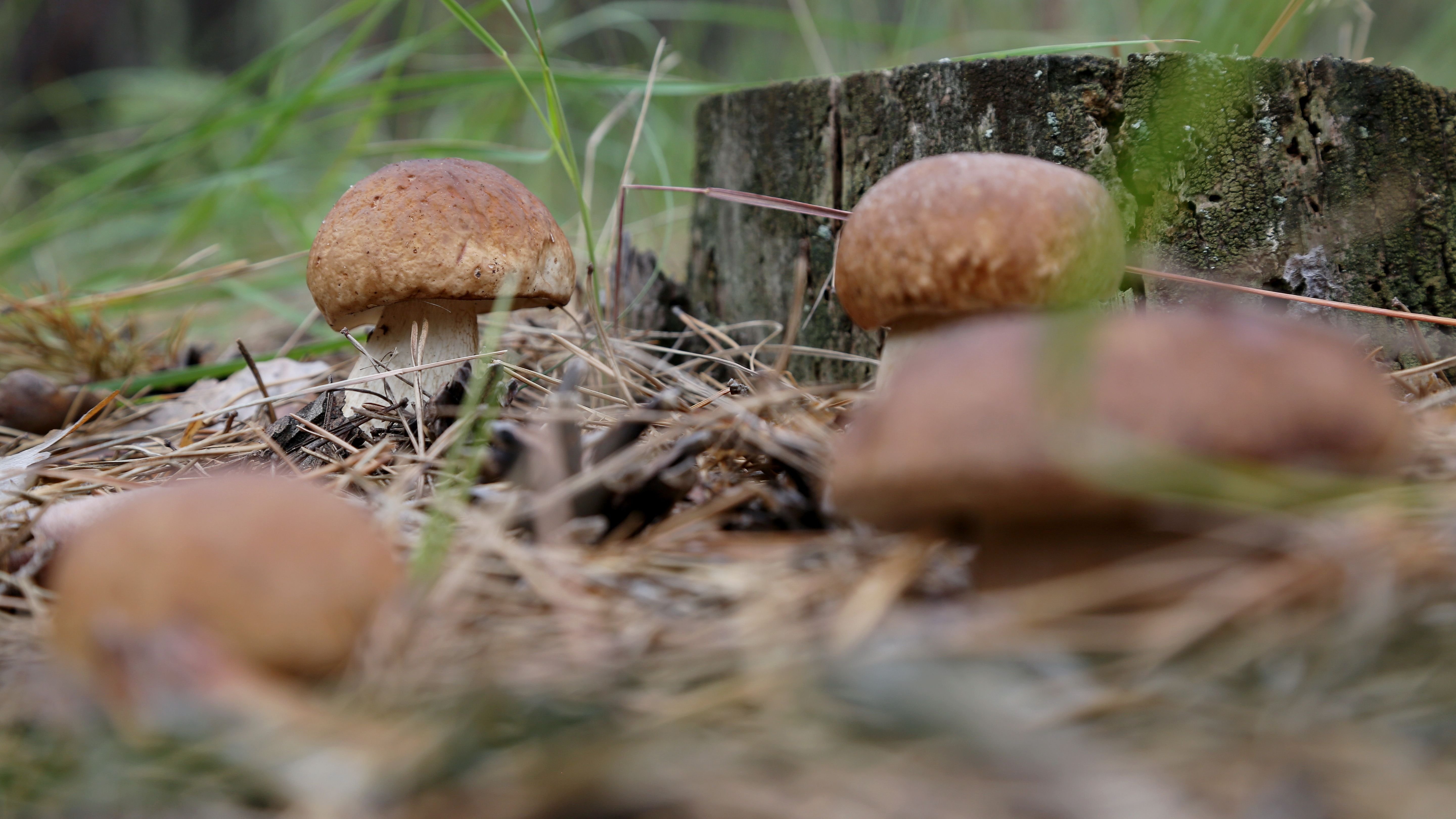 Семейка белых грибов