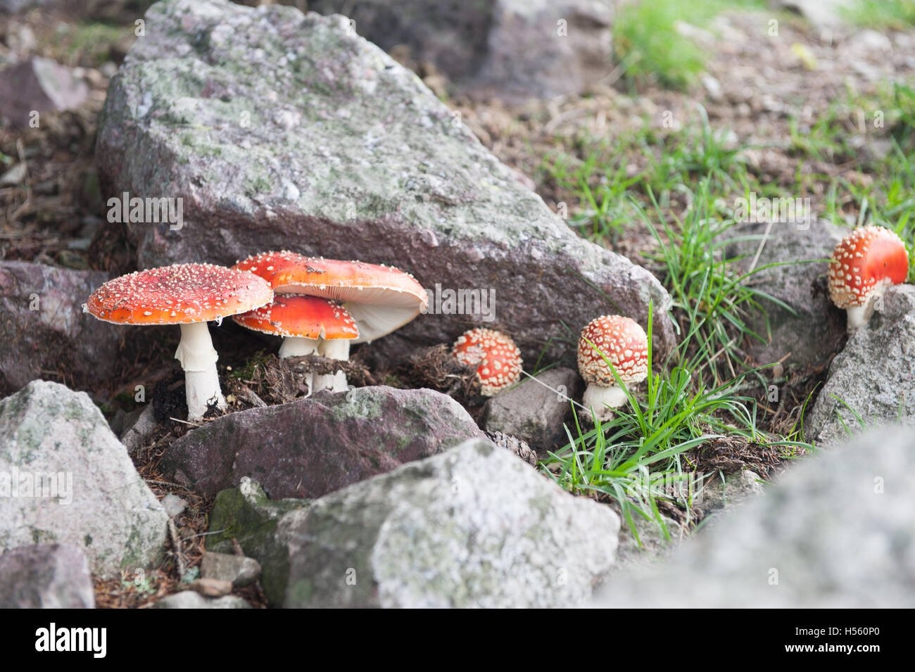 Ядовитые грибы из Таджикистана