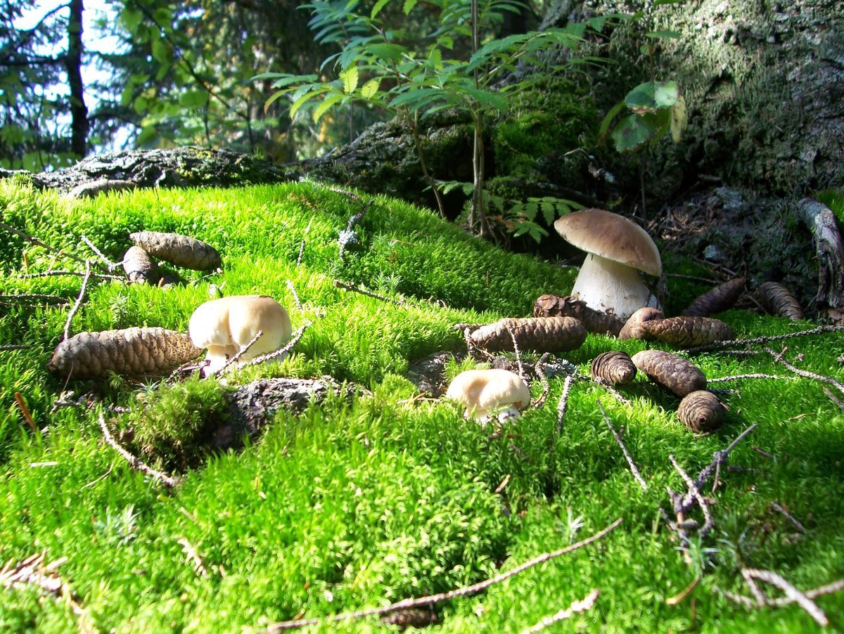 Тропинка в лесу с грибом