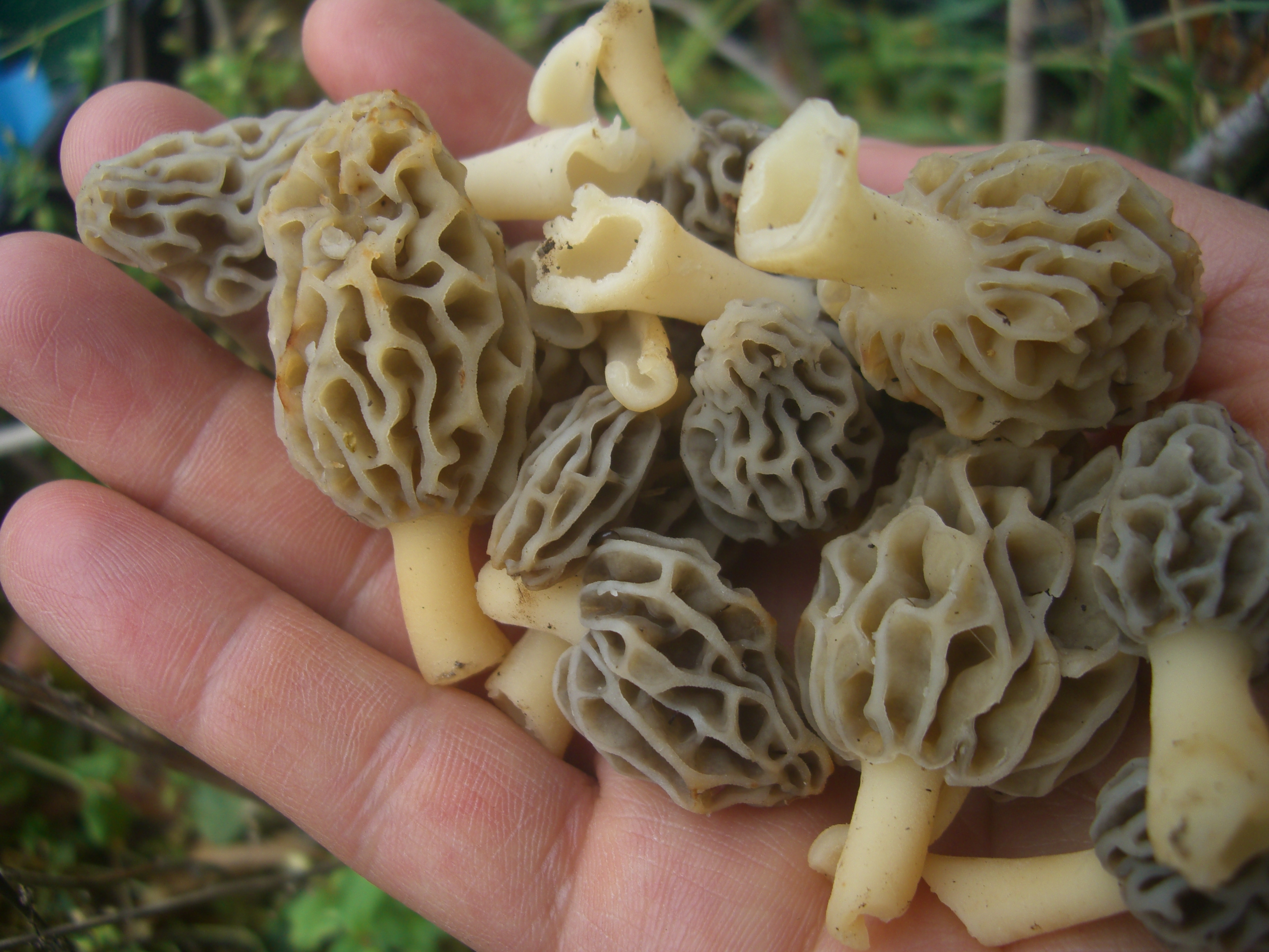 Таджикистанский гриб Замборо