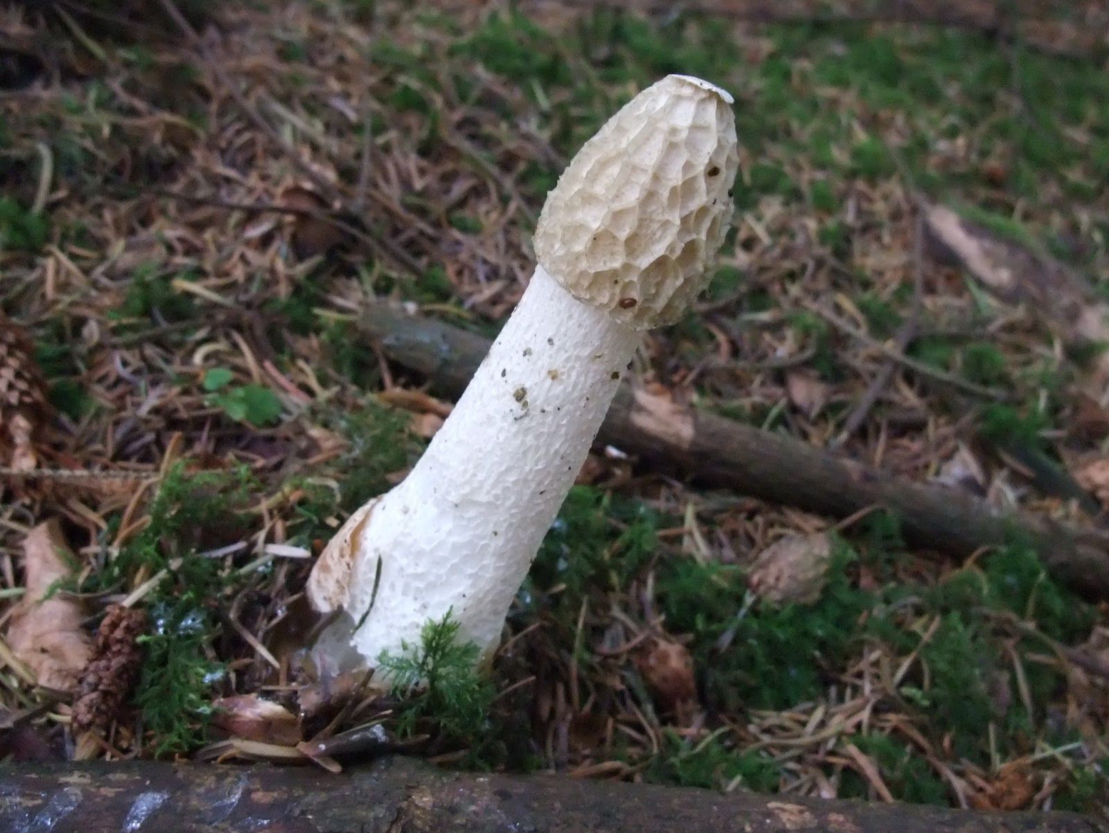 Длинные грибы