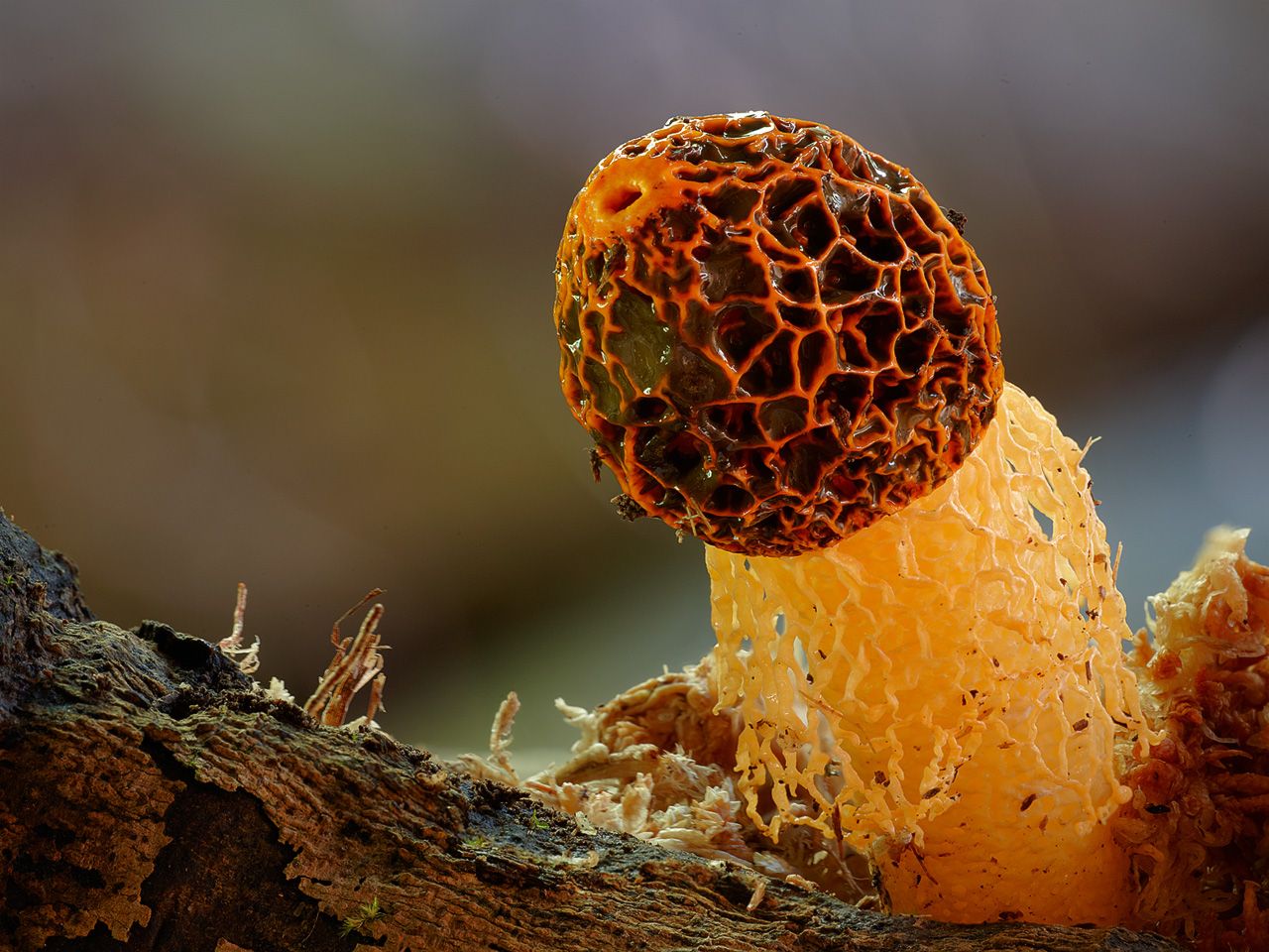 Экзотические грибы