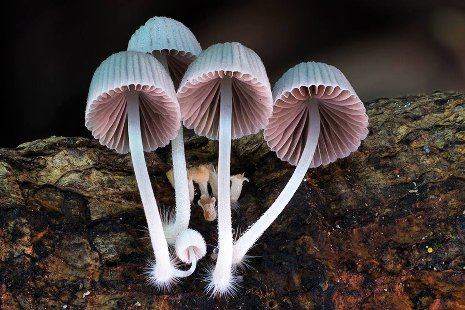 Необычные грибы мира