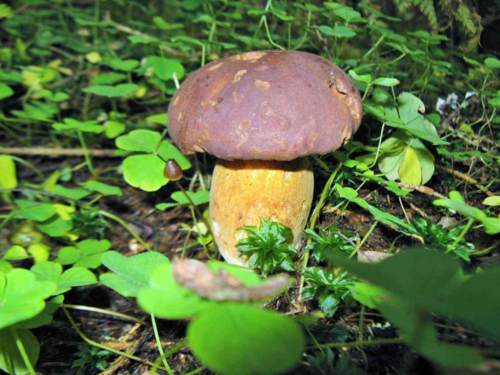 Как выглядят грибы поддубники фото описание
