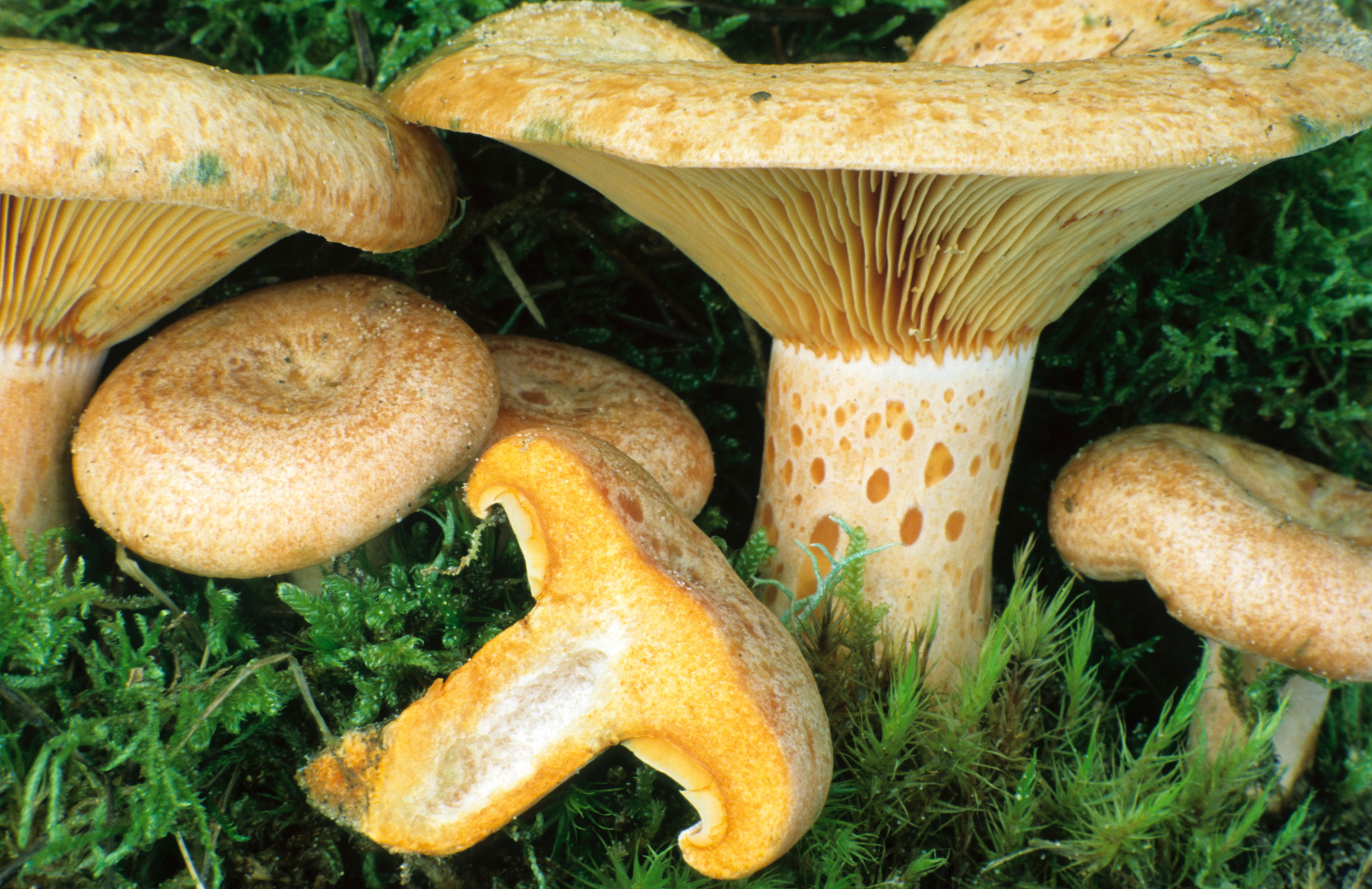 Солюшки грибы