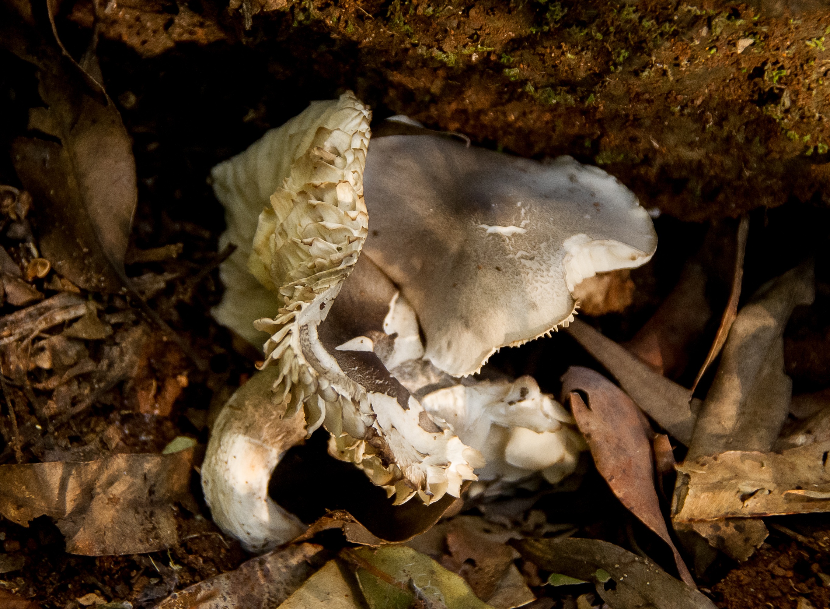 Пещерные грибы