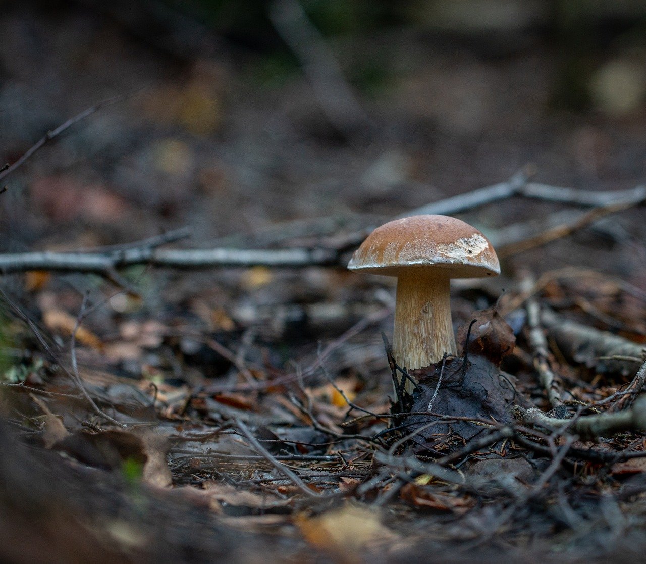 Осень грибы белые