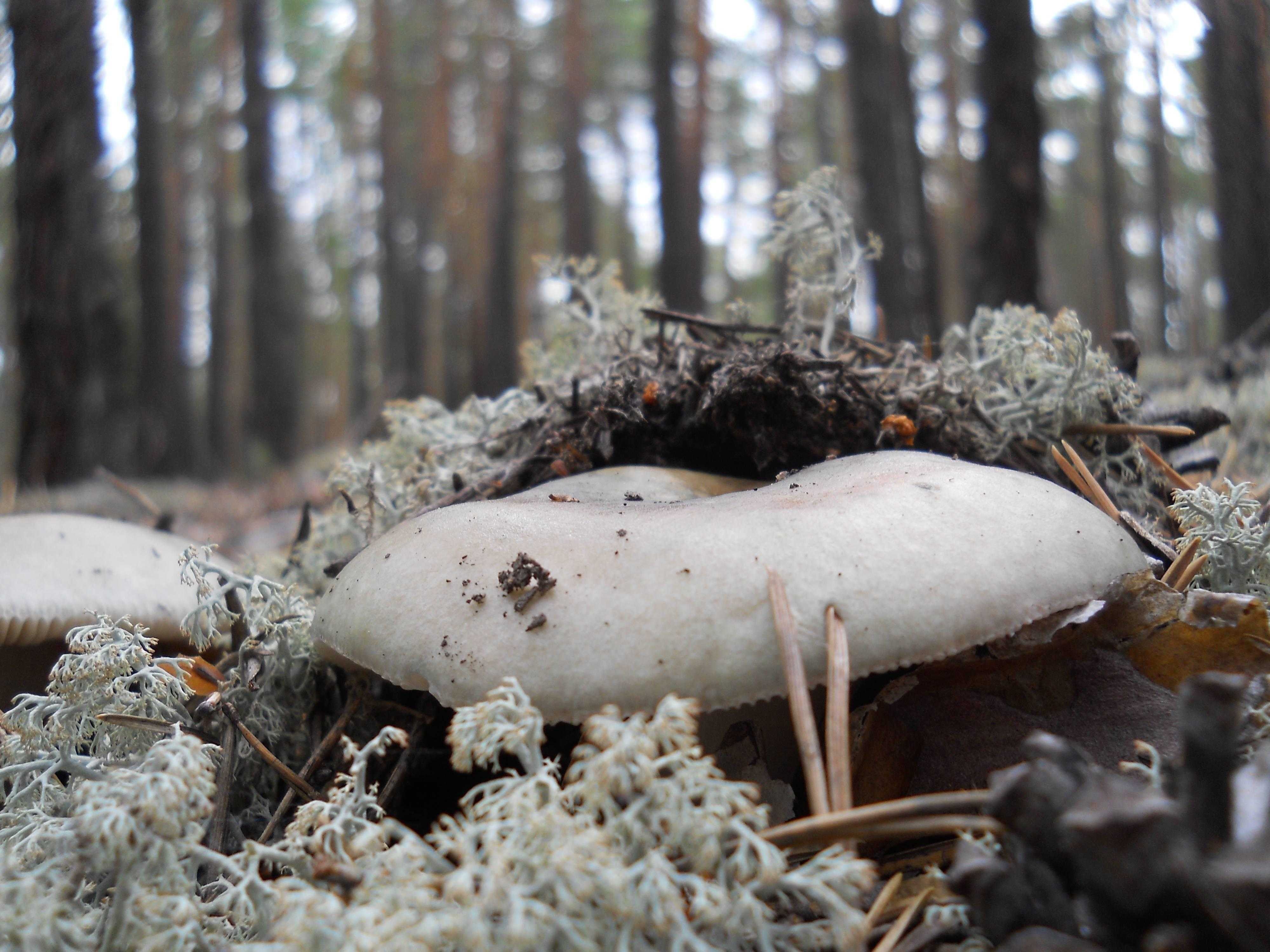 Боровые грибы